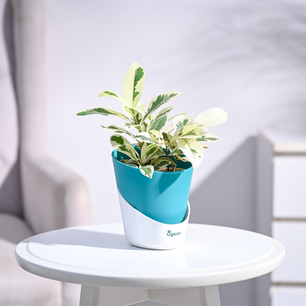 Ugaoo Ficus Prestige Plant - view 103