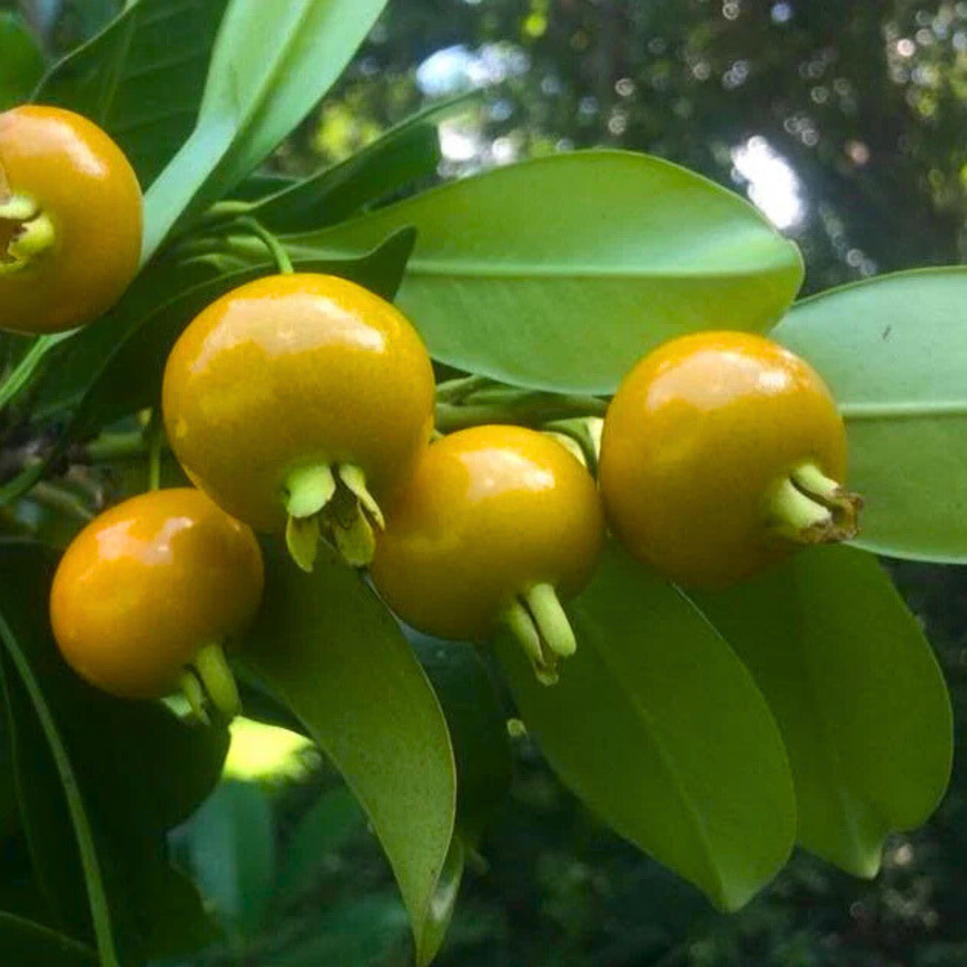 VL Yellow Grumichama (Eugenia brasilensis var. leucocephala) Fruit Live Plant - view 2