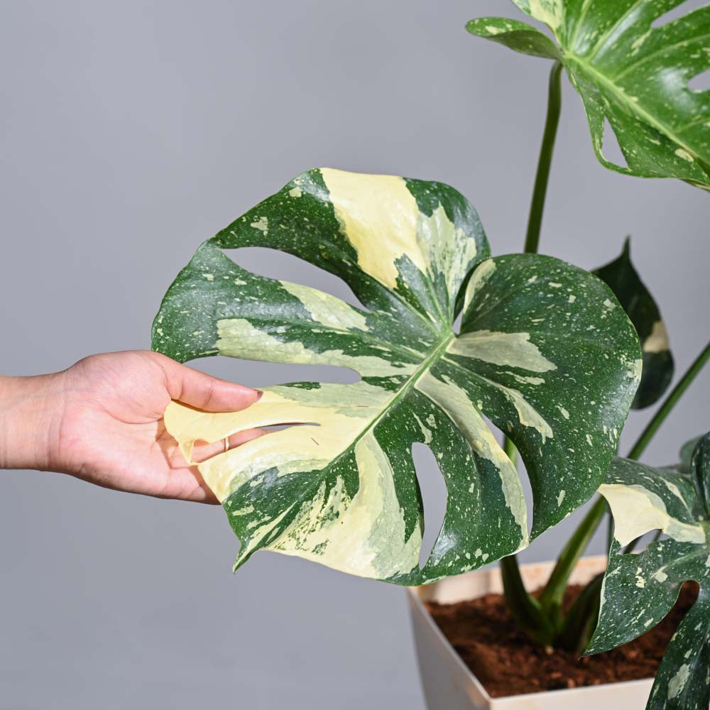 Ugaoo Monstera Thai Constellation XL - view 4