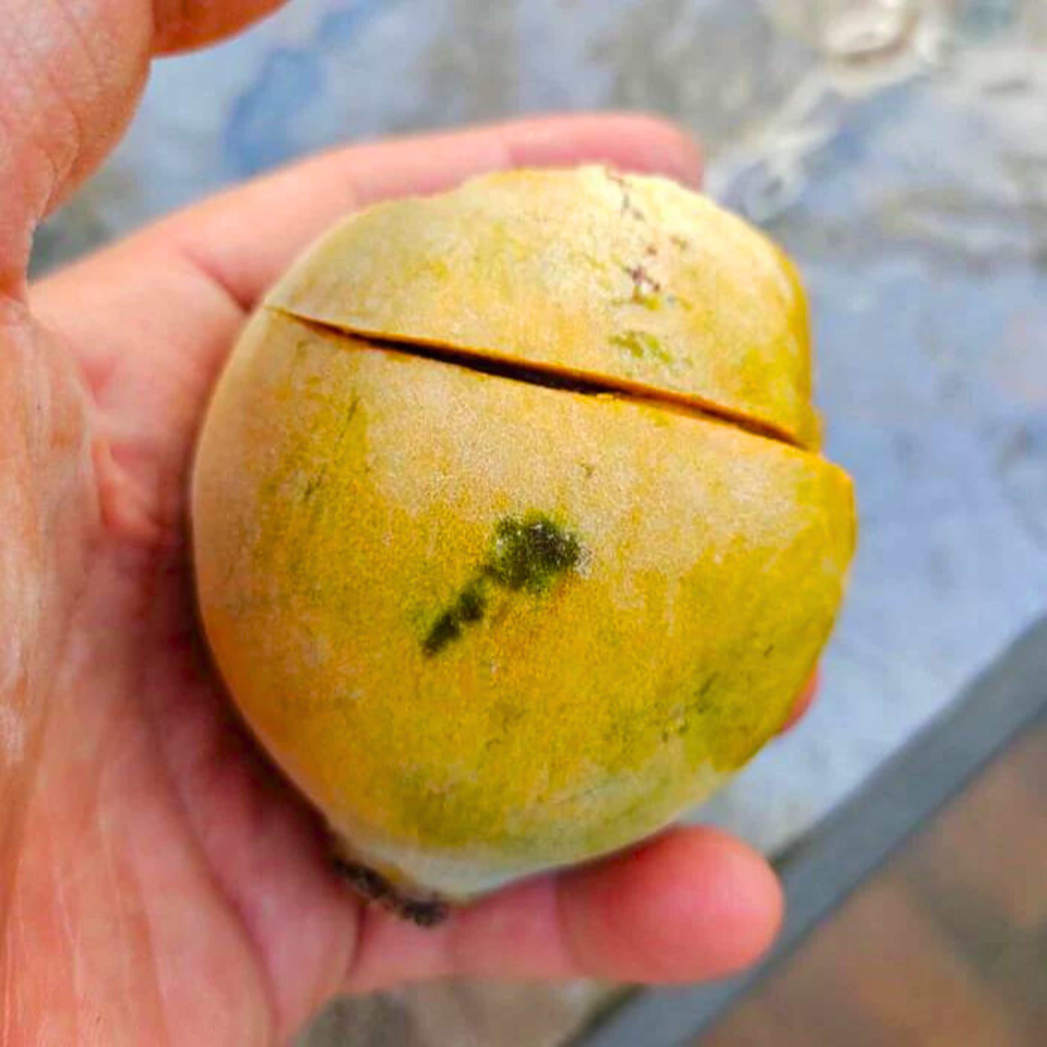 VL Gogo (Salacia macrophylla) Fruit Live Plant - view 2