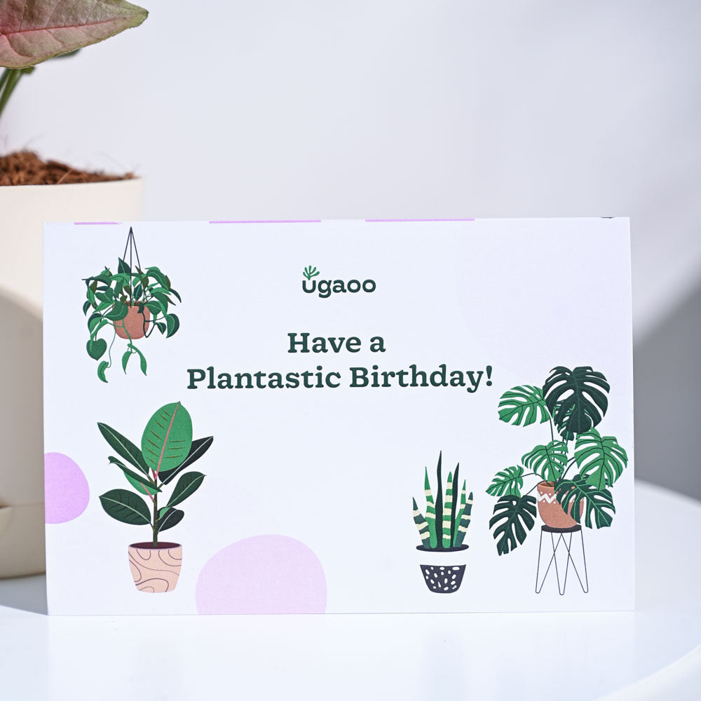 Ugaoo Syngonium Pink Birthday Gift Hamper - view 4