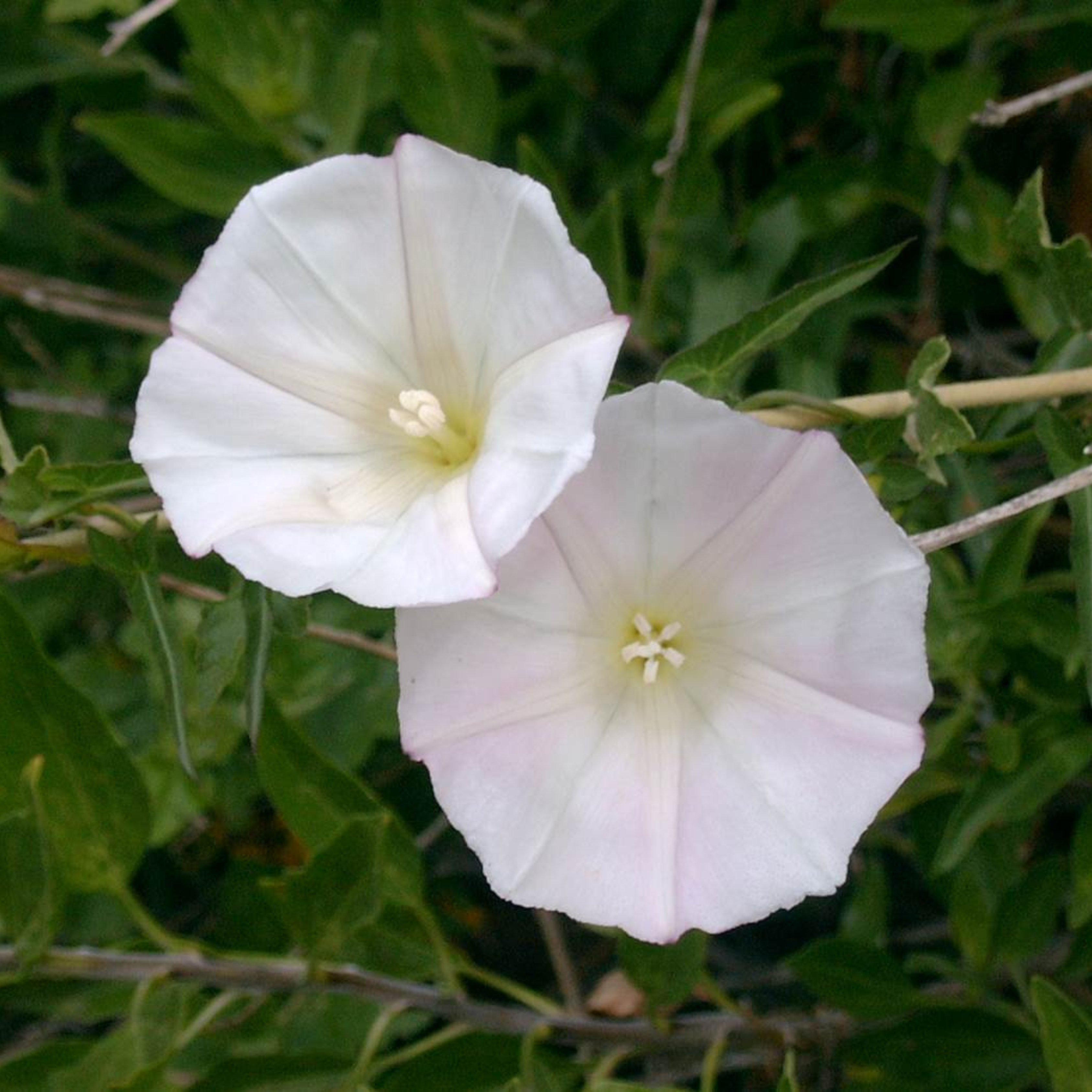 MR Morning Glory White (Ipomoea) All Time Flowering Live Plant