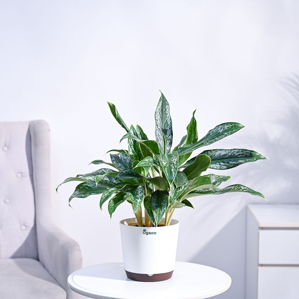 Ugaoo Aglaonema Queen Plant - view 12