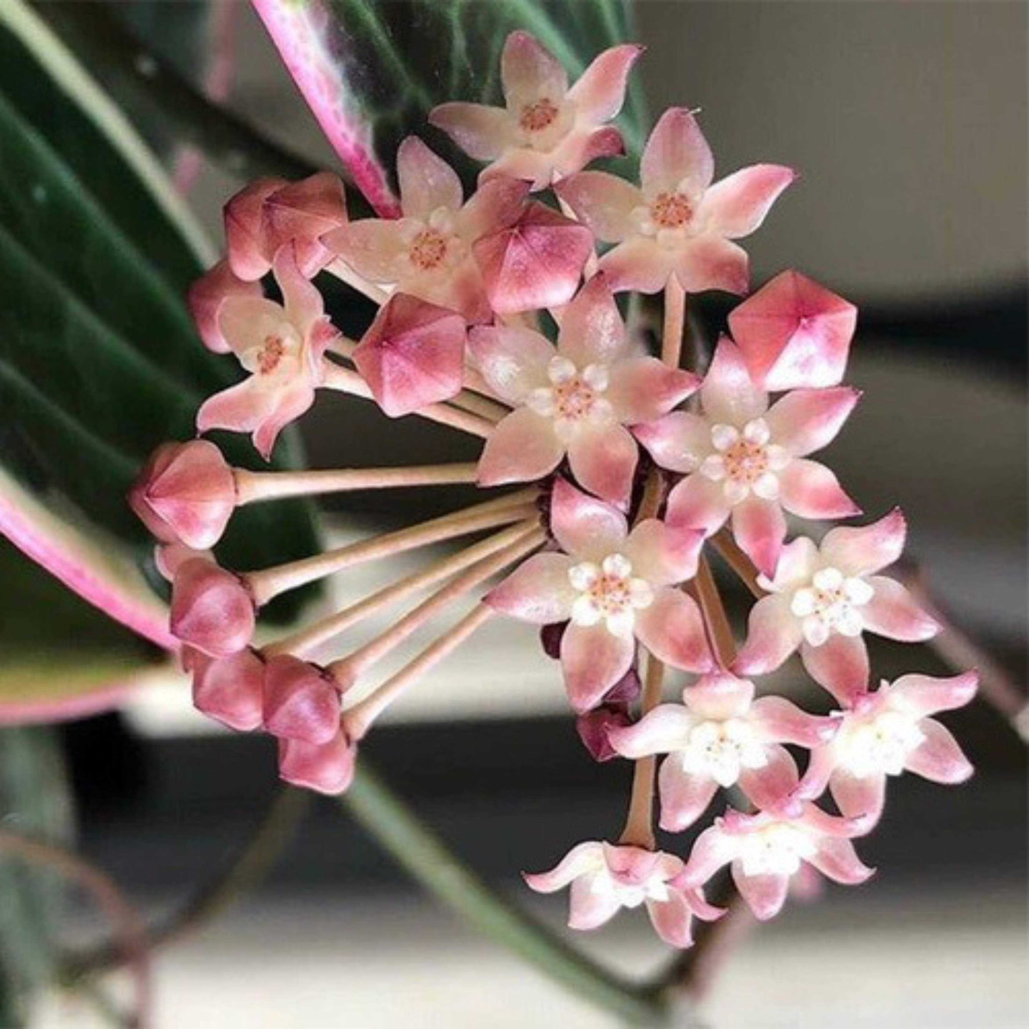 DZ Hoya Macrophylla Albomarginata - view 2