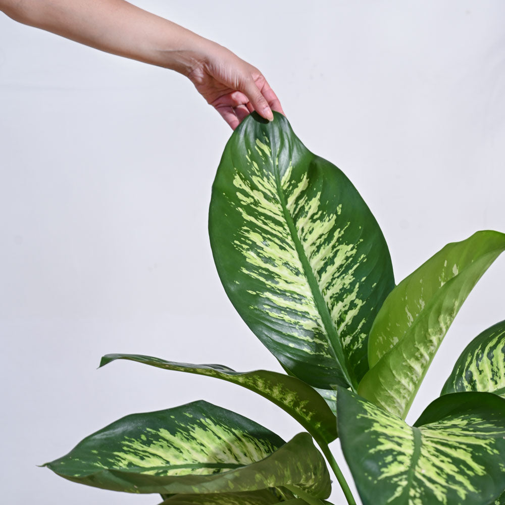 Ugaoo Dieffenbachia Tropic Snow Plant - XL - view 5