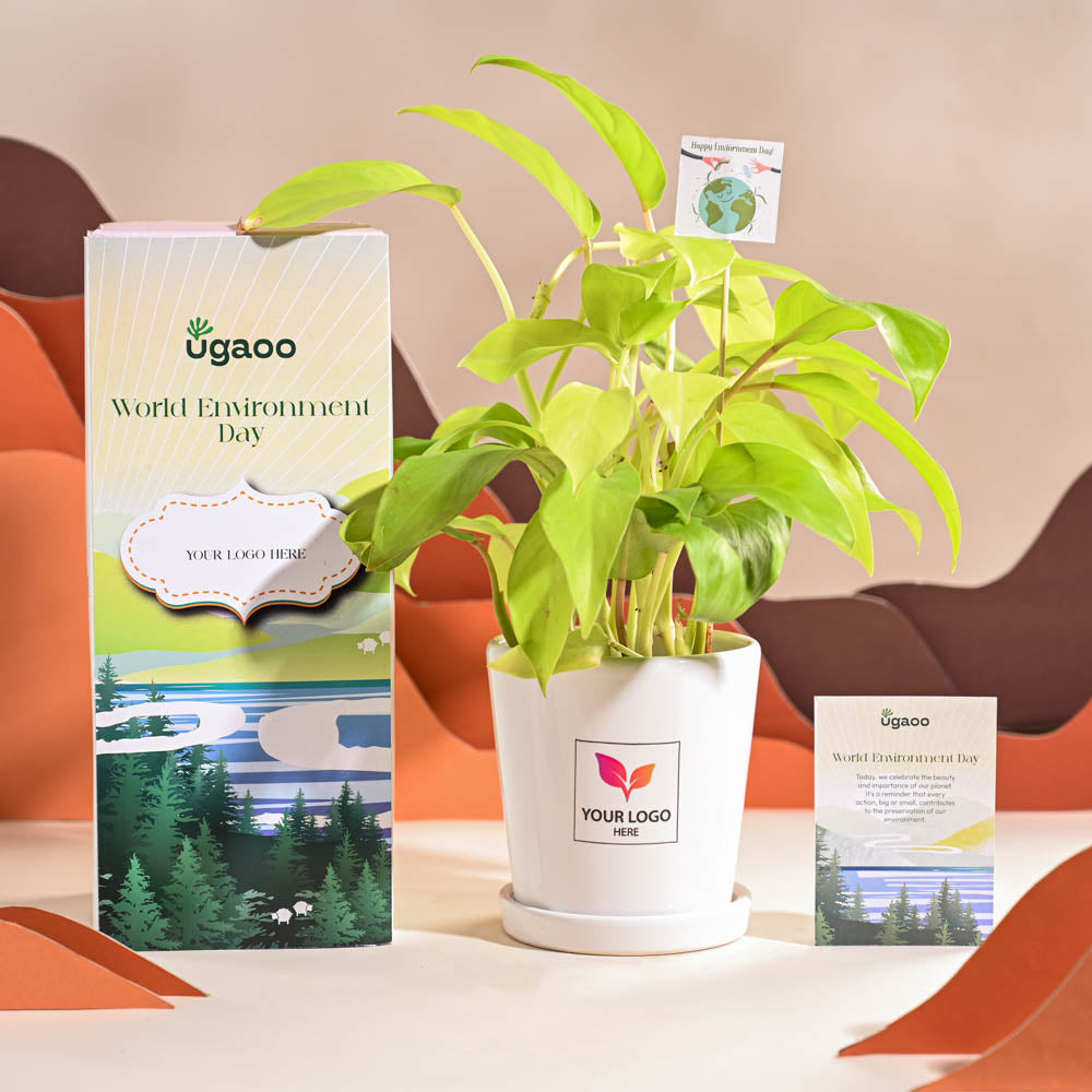 Ugaoo Philodendron Ceylon Golden Plant For Environment Day Gifting - view 67