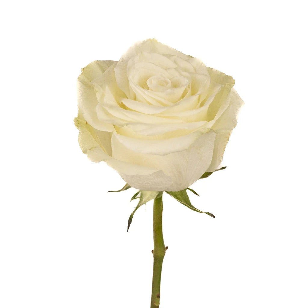 FiftyFlowers Mia White Rose - view 3