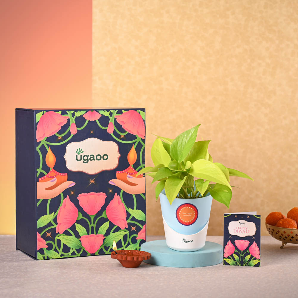 Ugaoo Money Plant Golden & Bombay Sweet Shop Diwali Gift Hamper - view 2