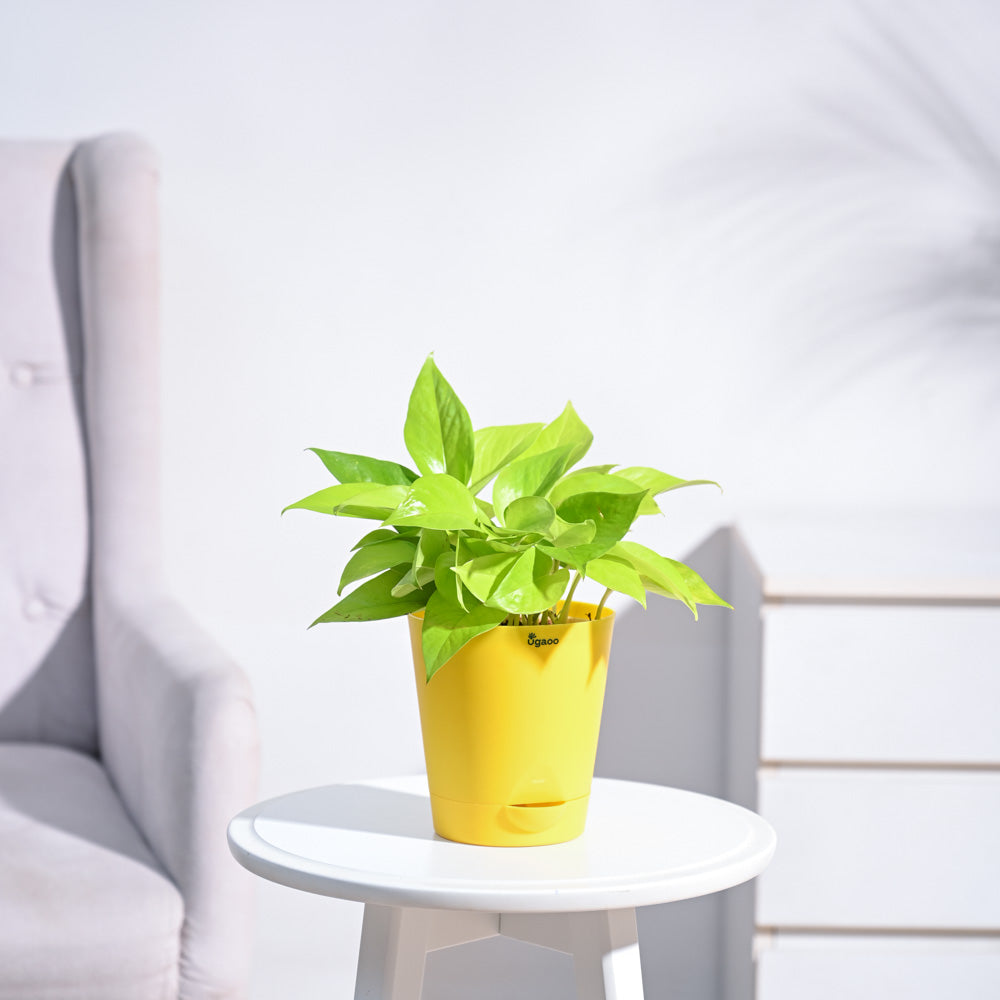 Ugaoo Ganpati Decor Plant Bundle - view 7