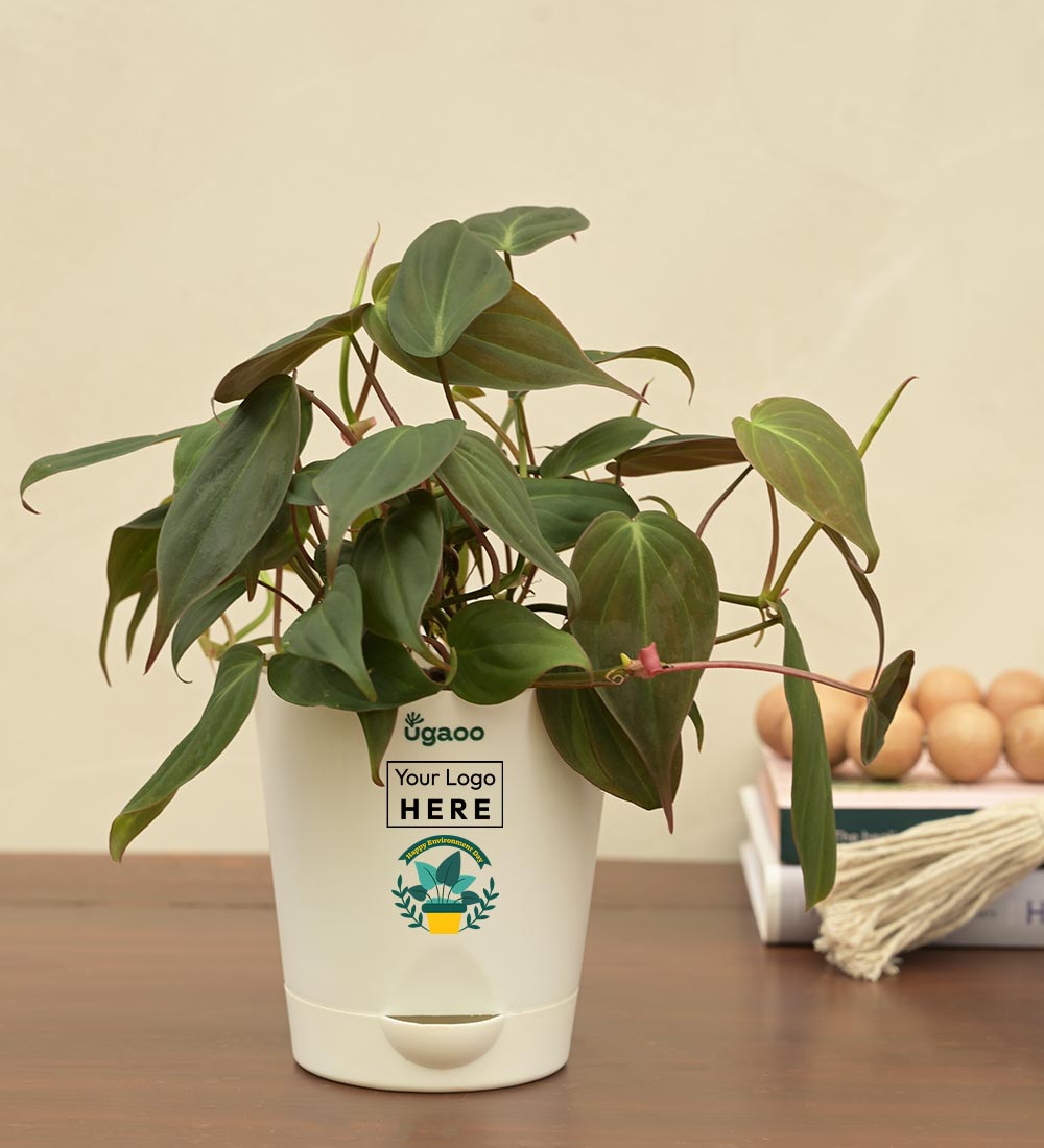 Ugaoo Philodendron Micans Plant For Environment Day Gifting
