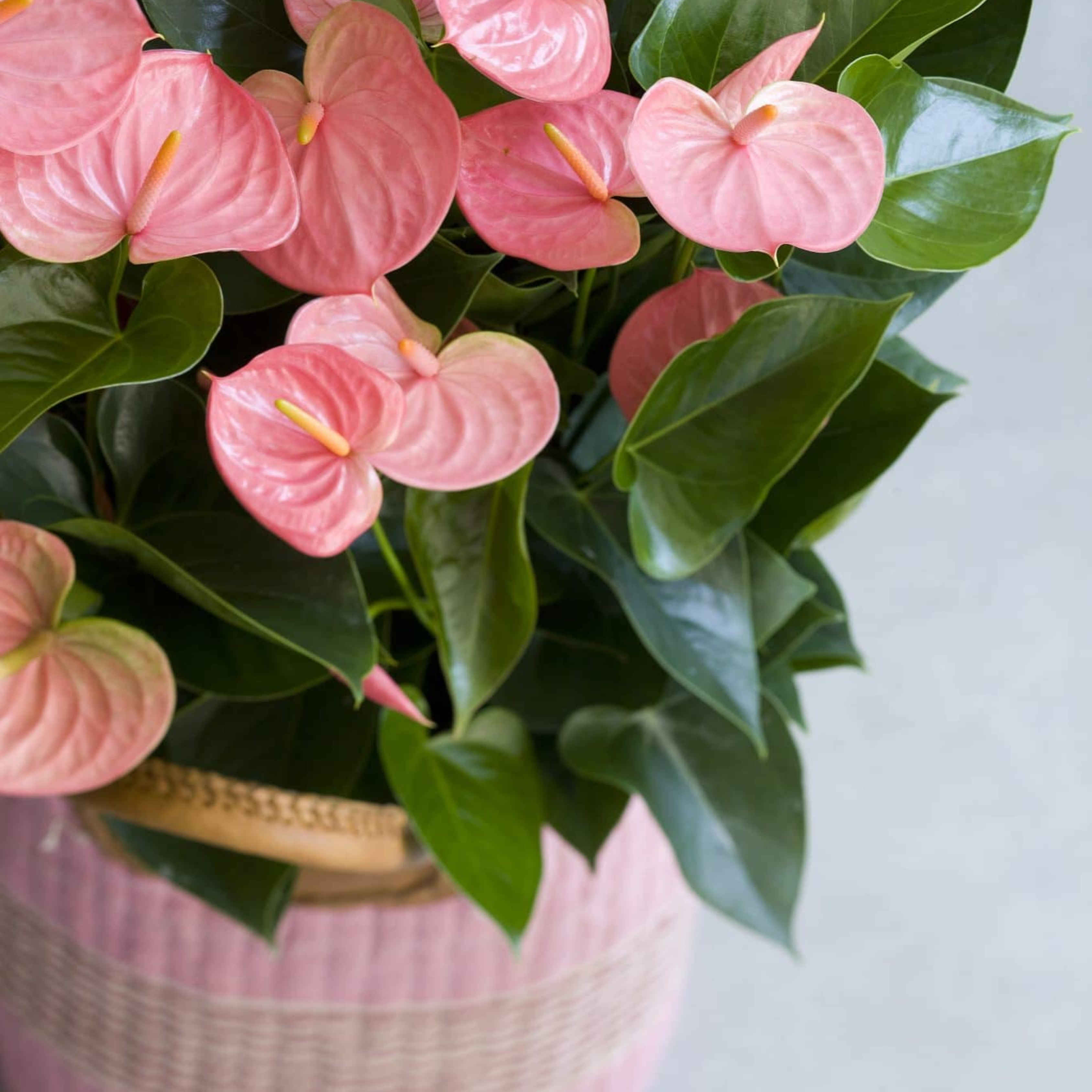 DZ Dwarf Anthurium Melito Pink Indoor/Outdoor Live Plant