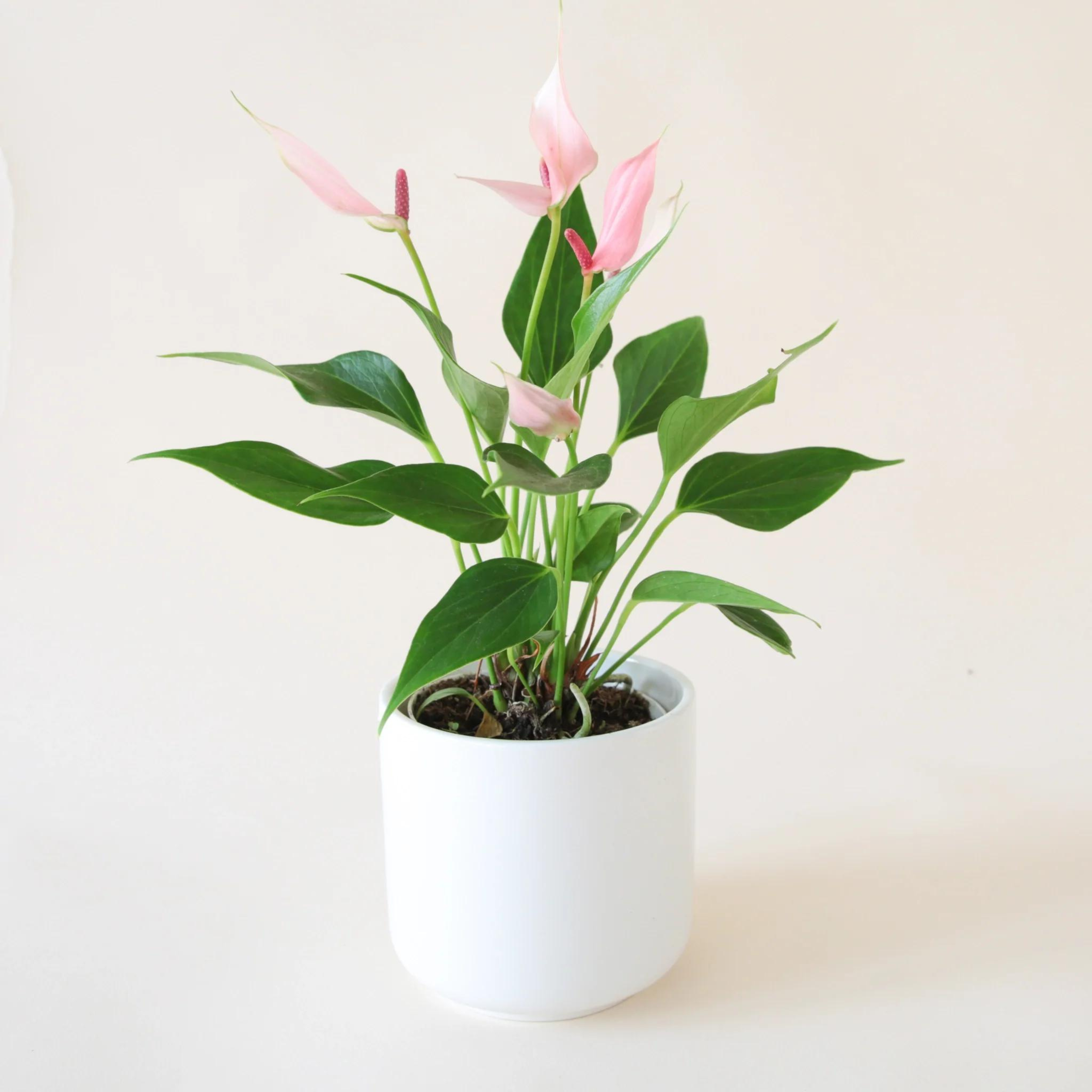 DZ Dwarf Anthurium Champion Lilli Indoor/Outdoor Live Plant