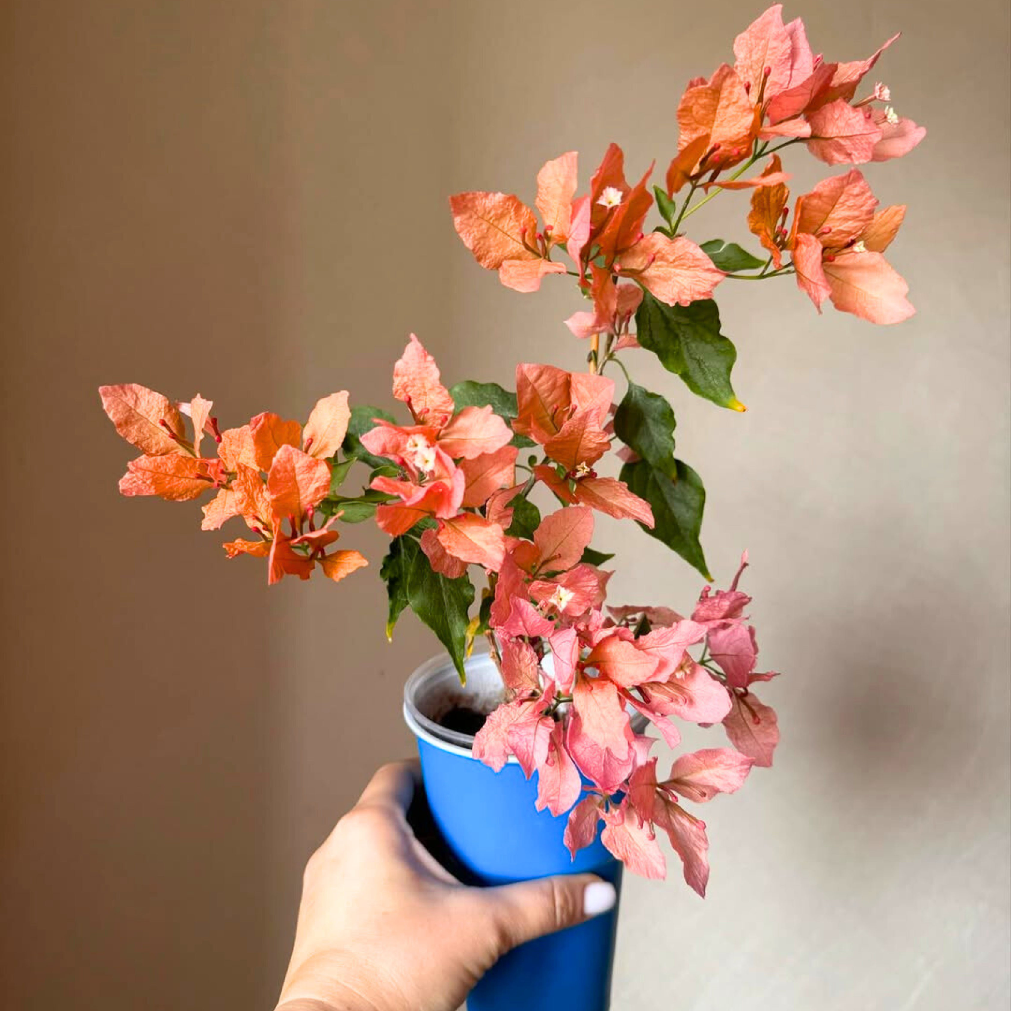 DZ Bougainvillea Butterfly Orange (Paper Flower) Rare Flowering Live Plant