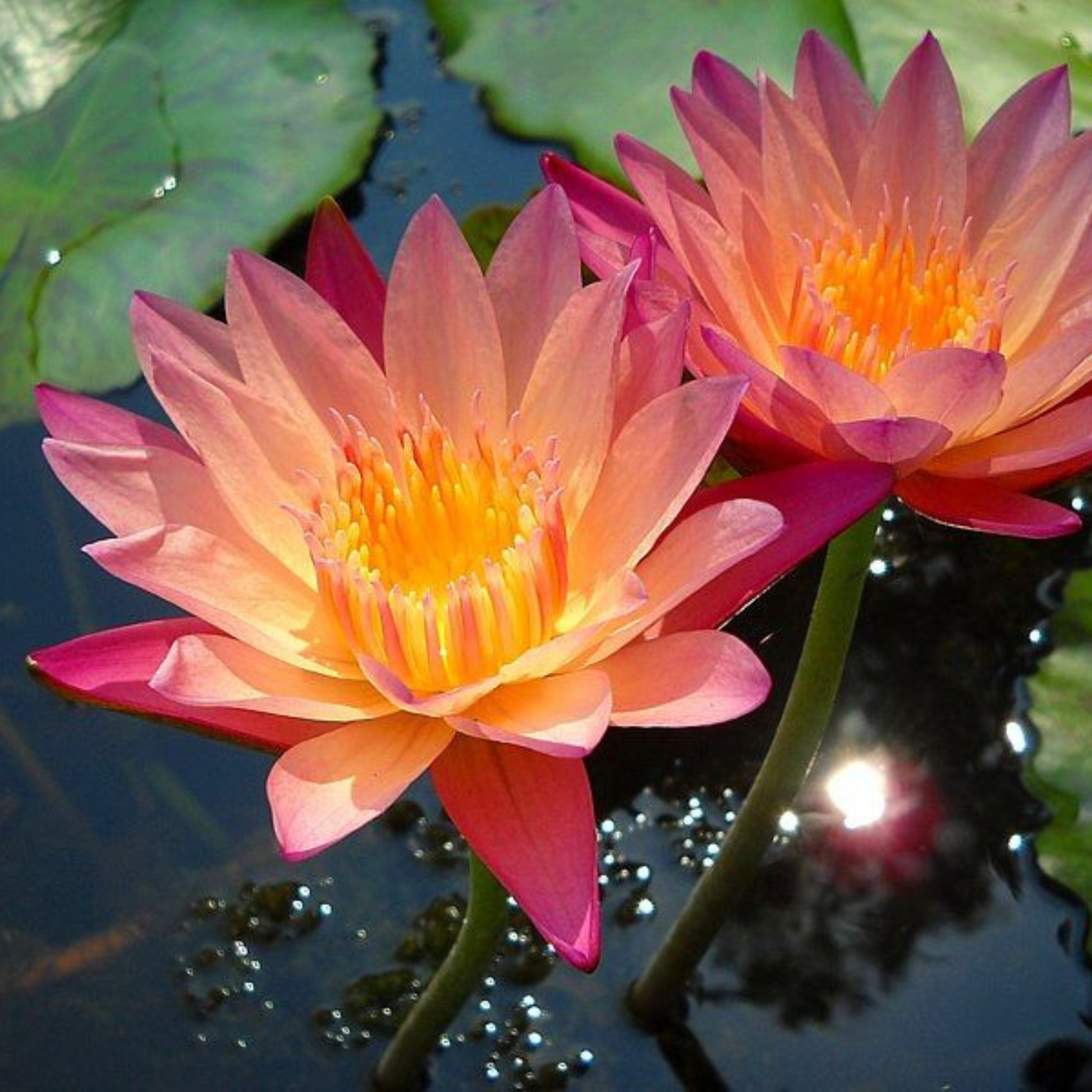 DZ Nymphaea Albert Greenberg - view 3
