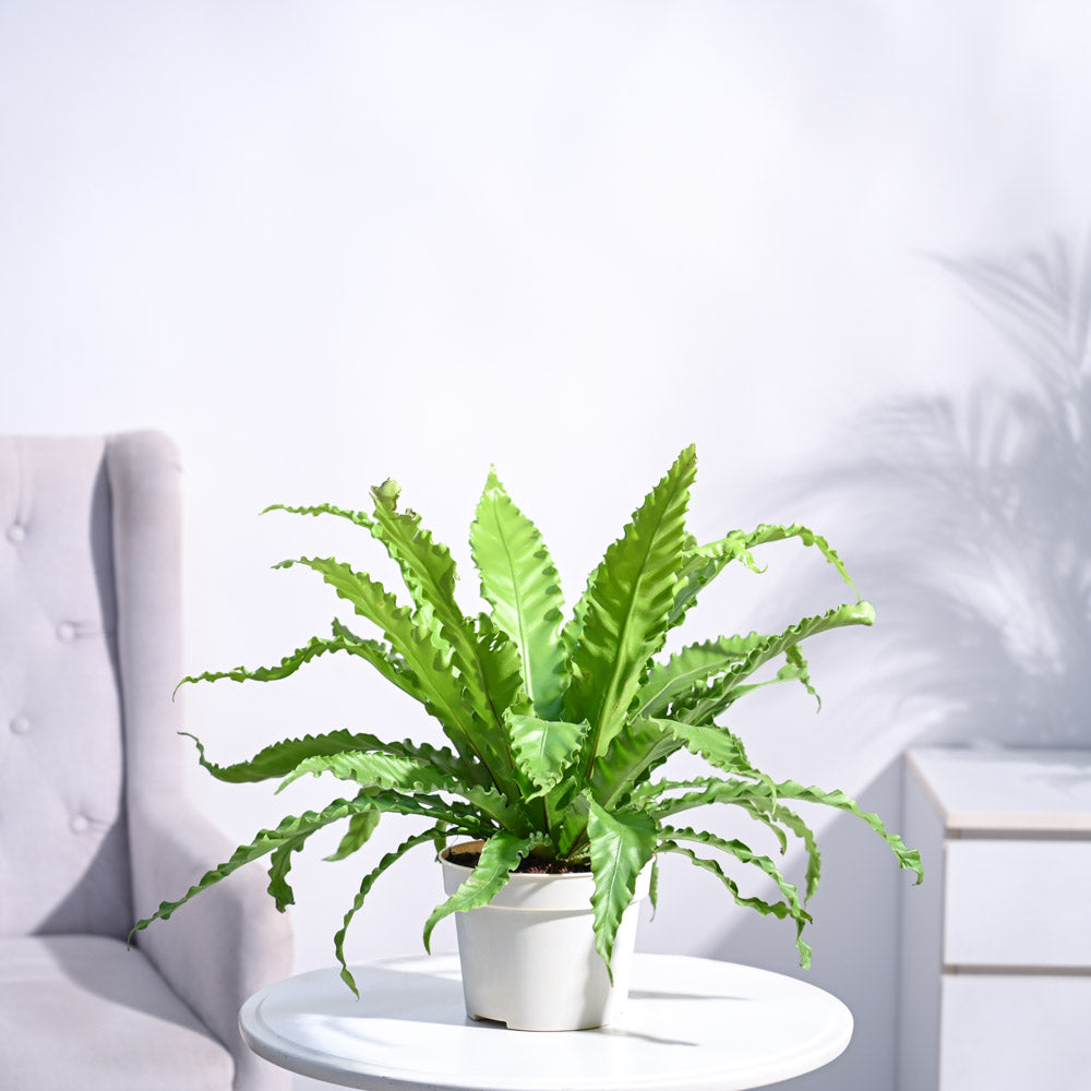 Ugaoo Osaka Bird Nest Fern - view 3