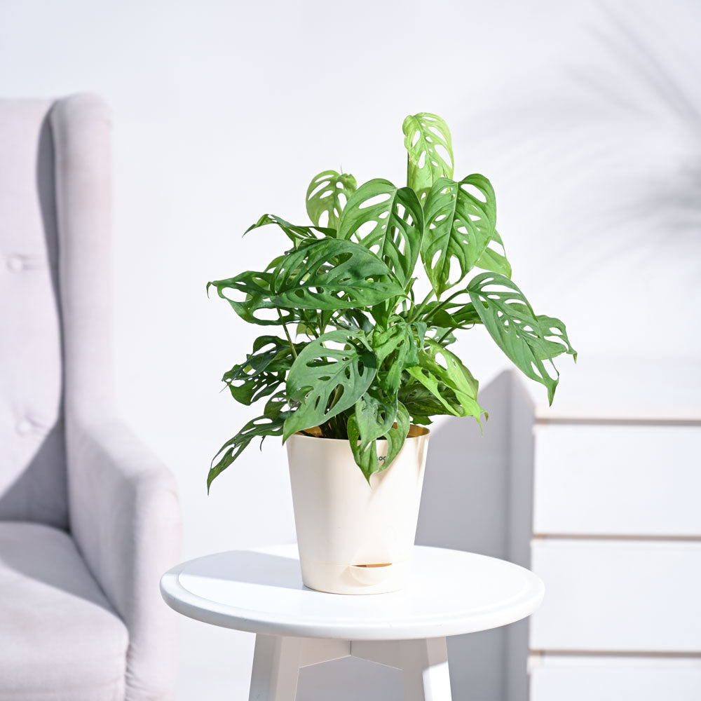 Ugaoo Broken Heart Plant - view 92