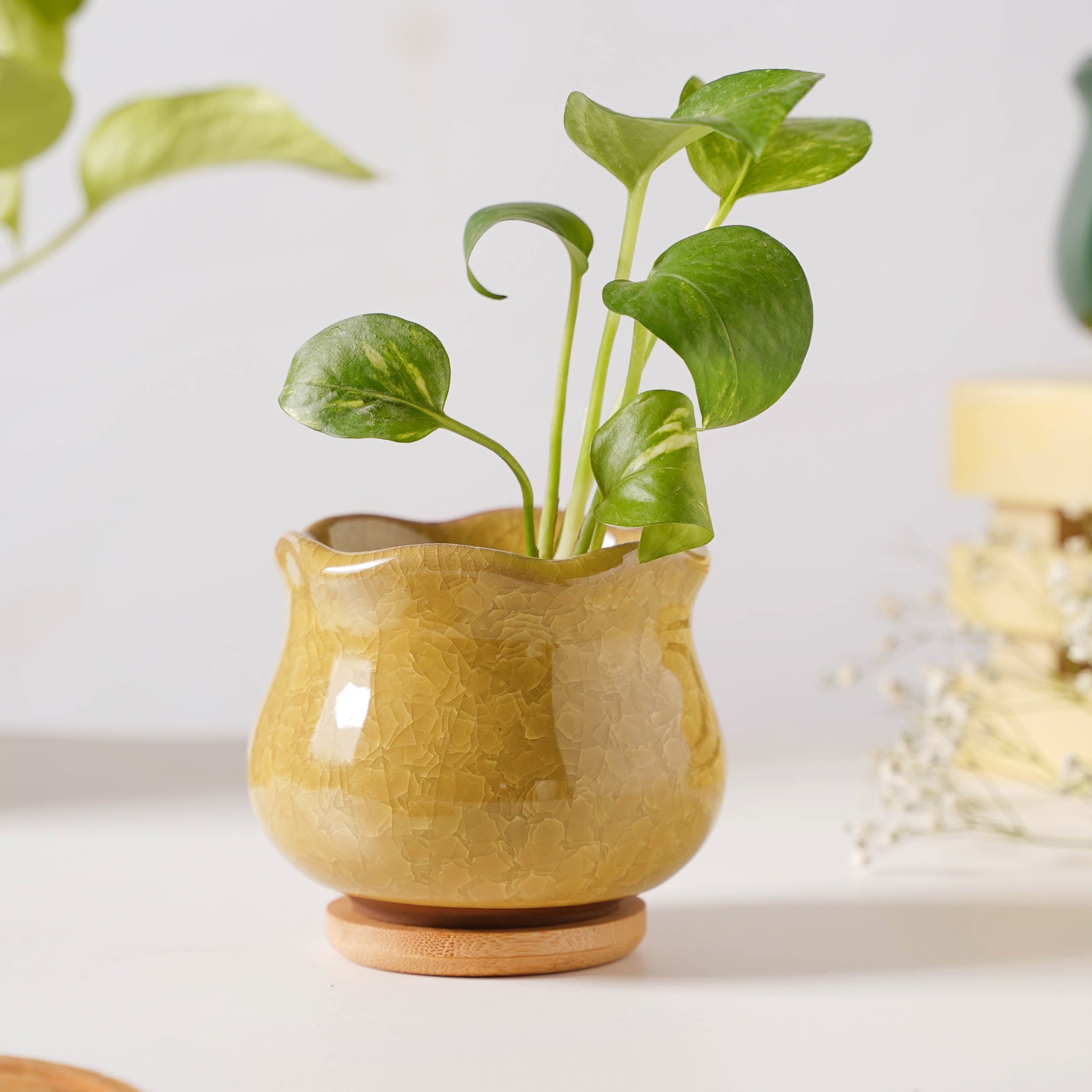 Nestasia Botanica Ochre Ceramic Planter With Coaster