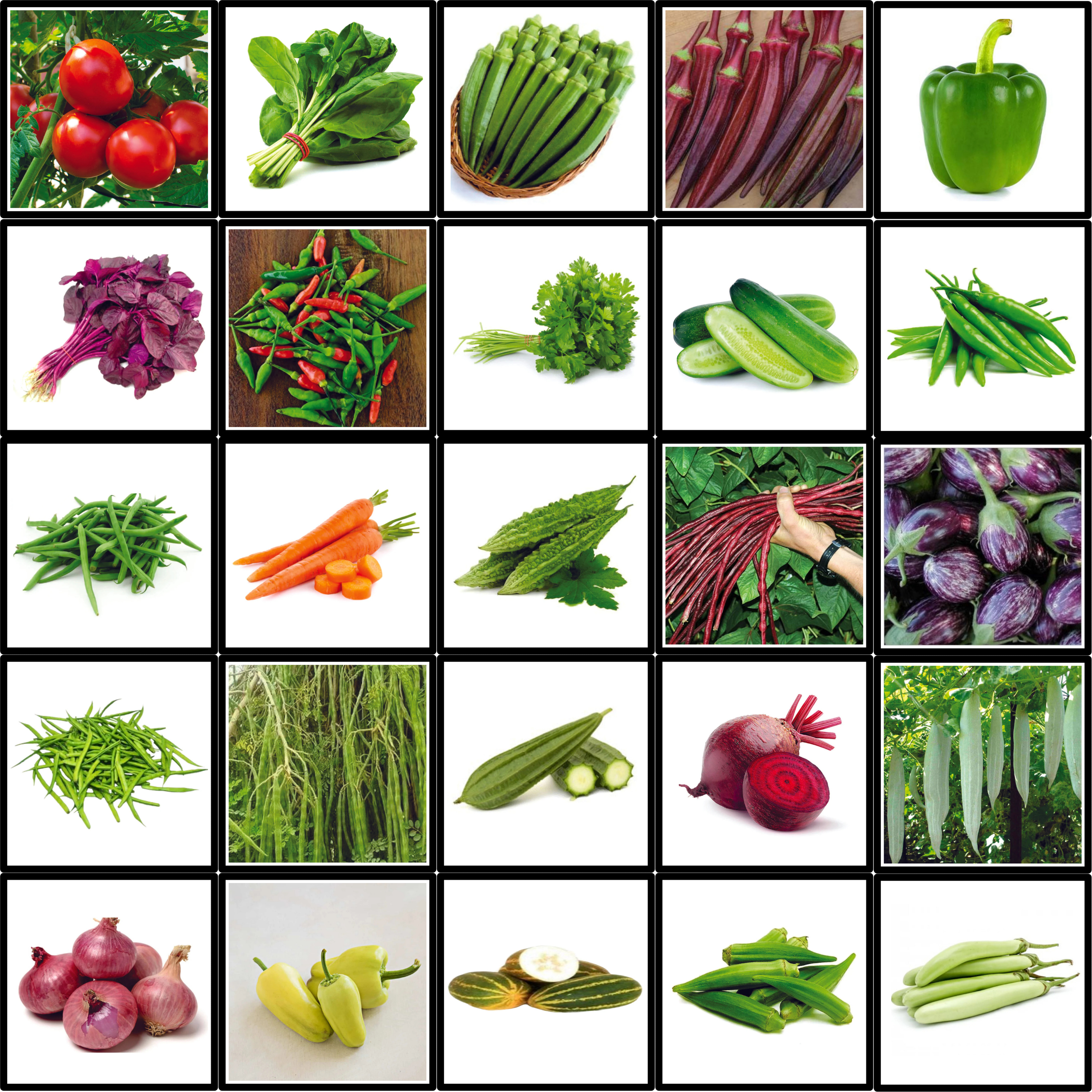 Seed2Plant Starter Vegetable Seeds Bundle