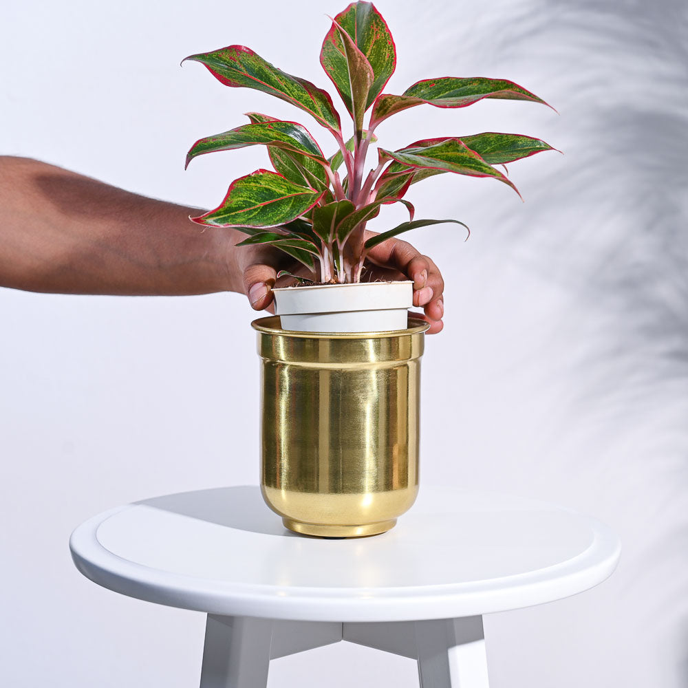 Ugaoo Aurelian Cylindrical Planter - view 5