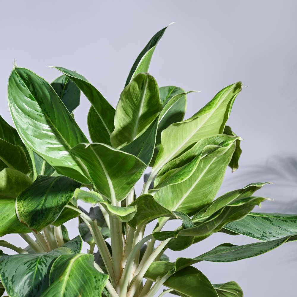 Ugaoo Aglaonema Ice Plant - XL - view 2