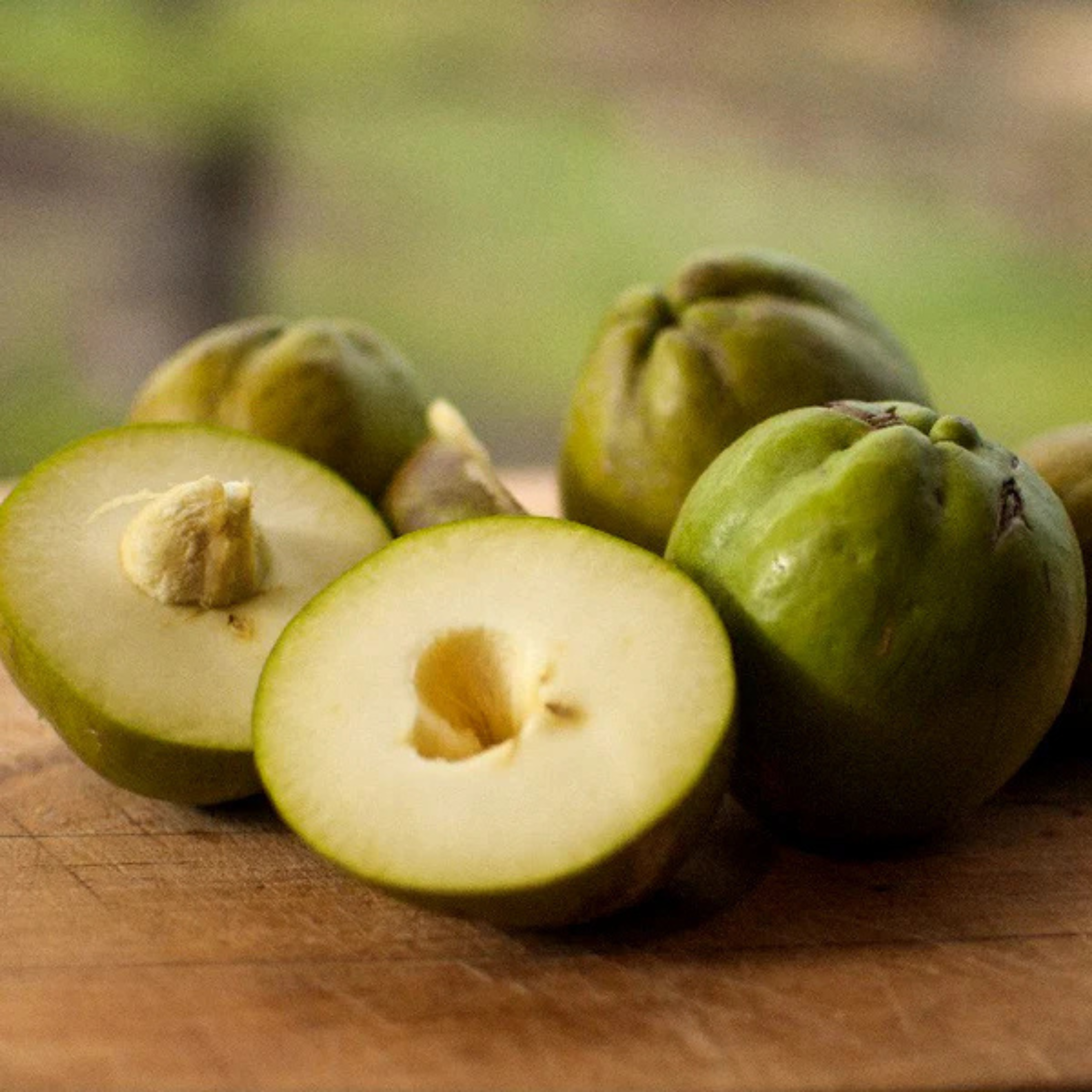 VL White Sapote (Casimiroa Edulis) Fruit Live Plant