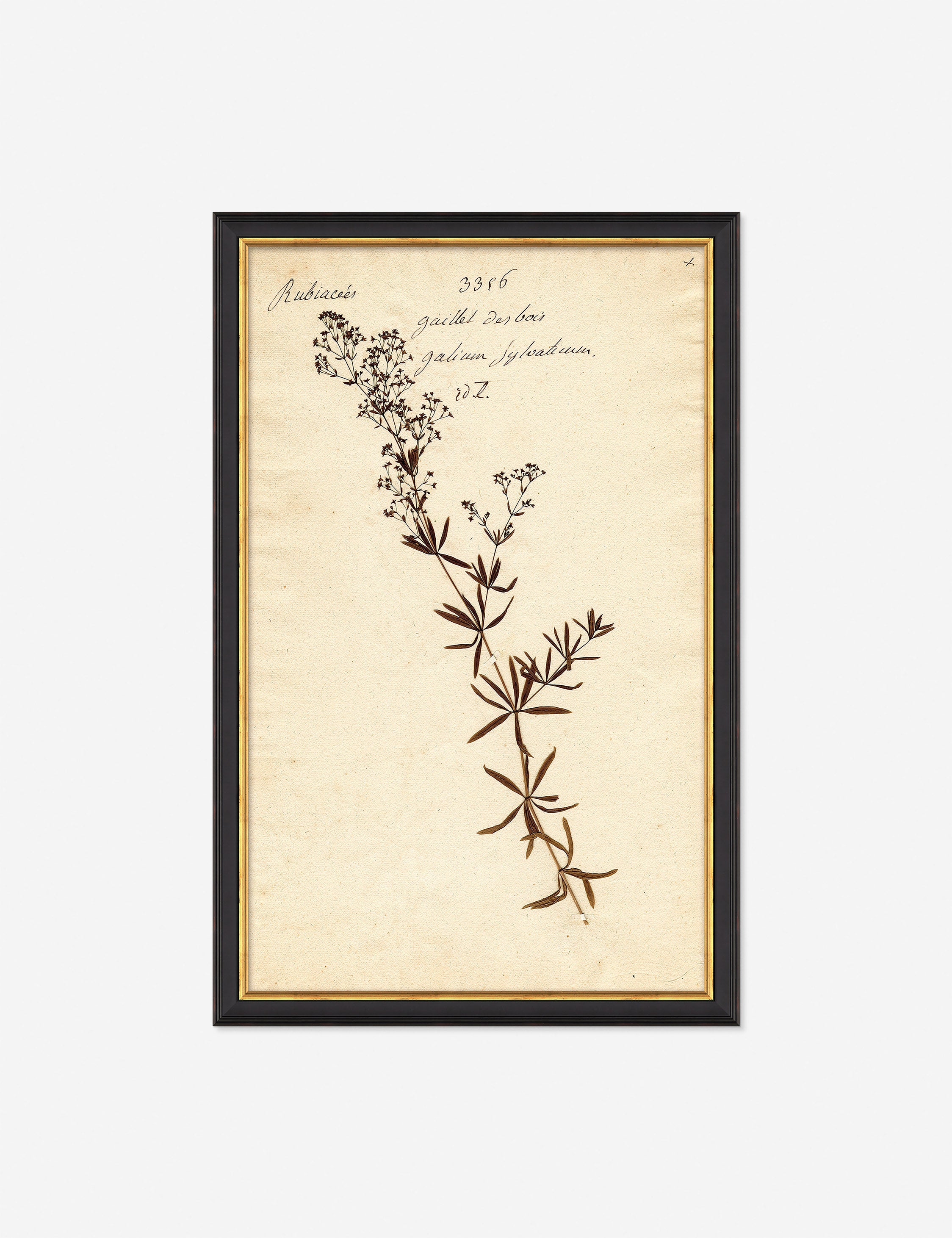 Lulu and Georgia Herbarium F Wall Art – Black
