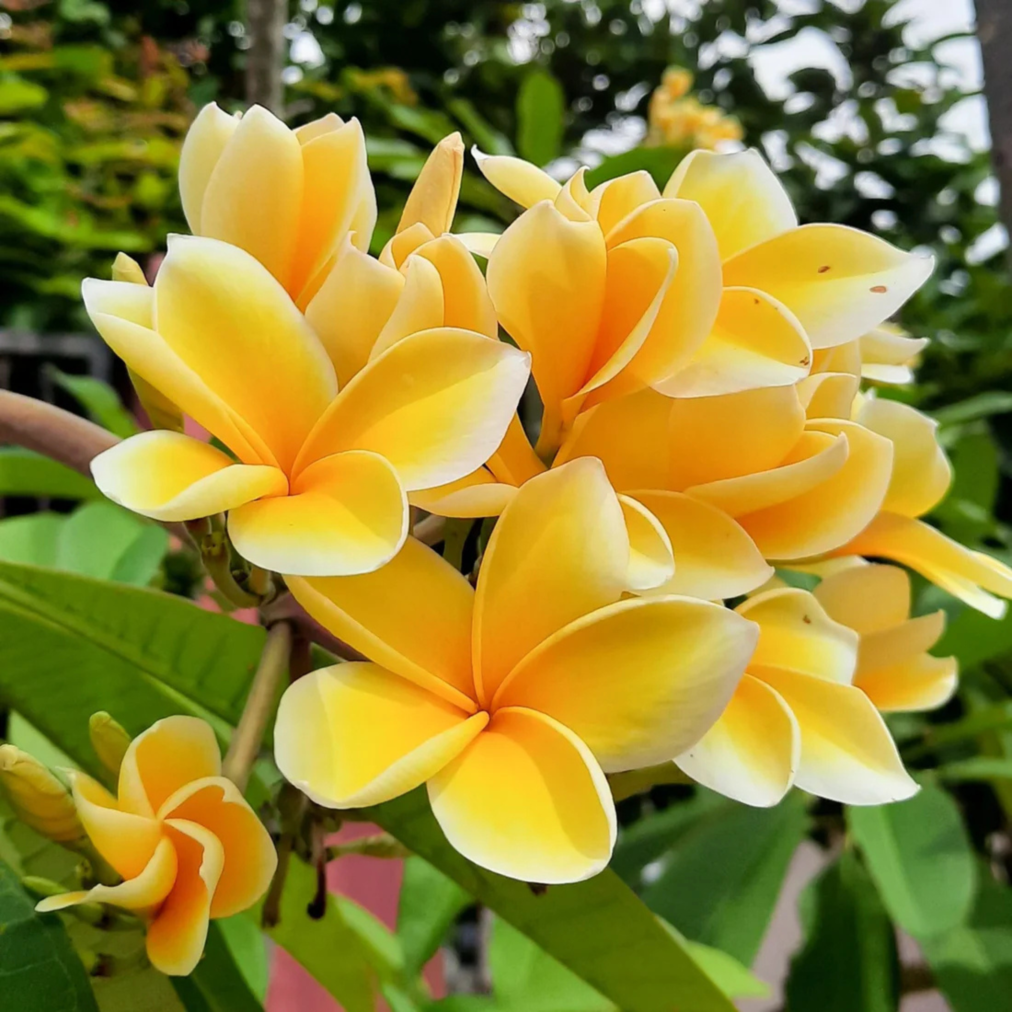 MR Plumeria Flowering Plants Combo