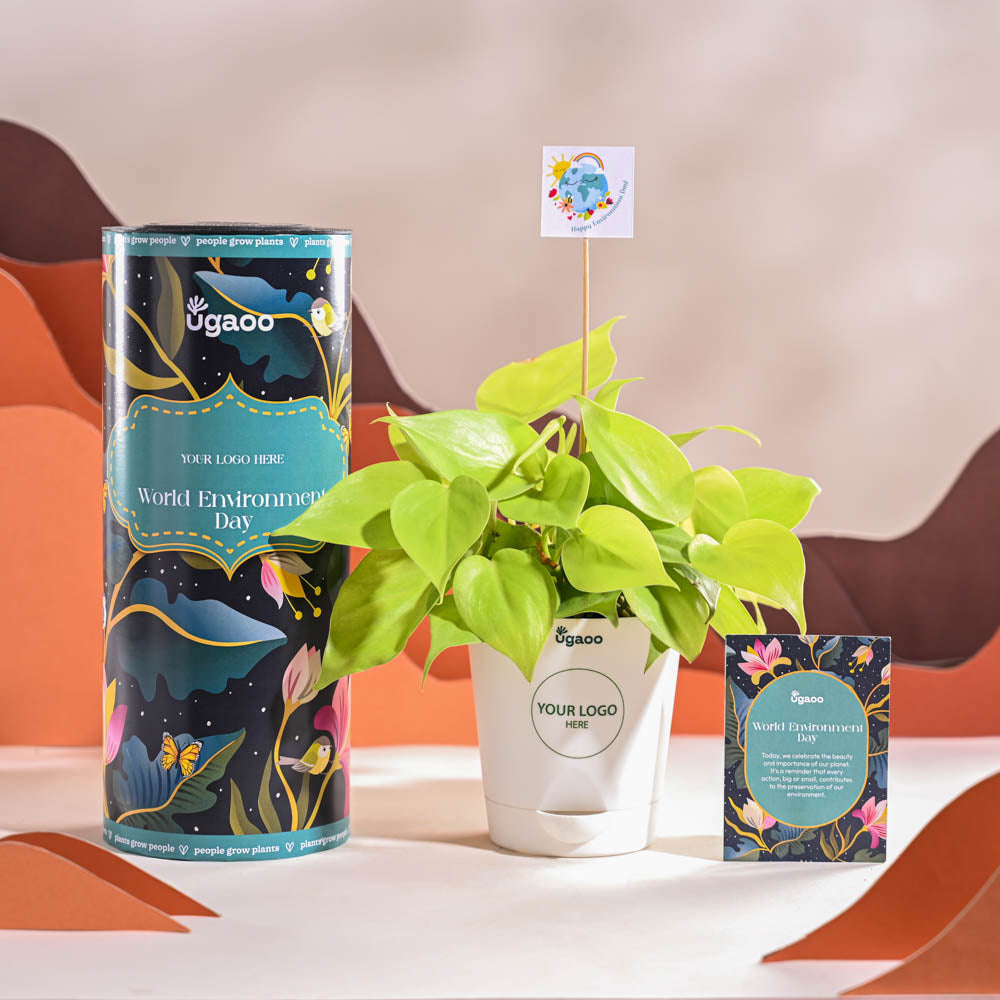 Ugaoo Philodendron Oxycardium Golden Plant For Environment Day Gifting - view 8