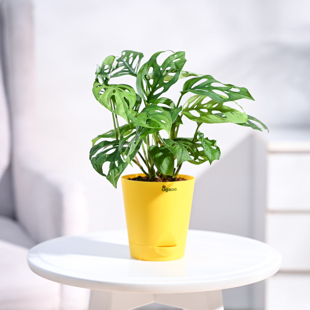 Ugaoo Broken Heart Plant - view 47