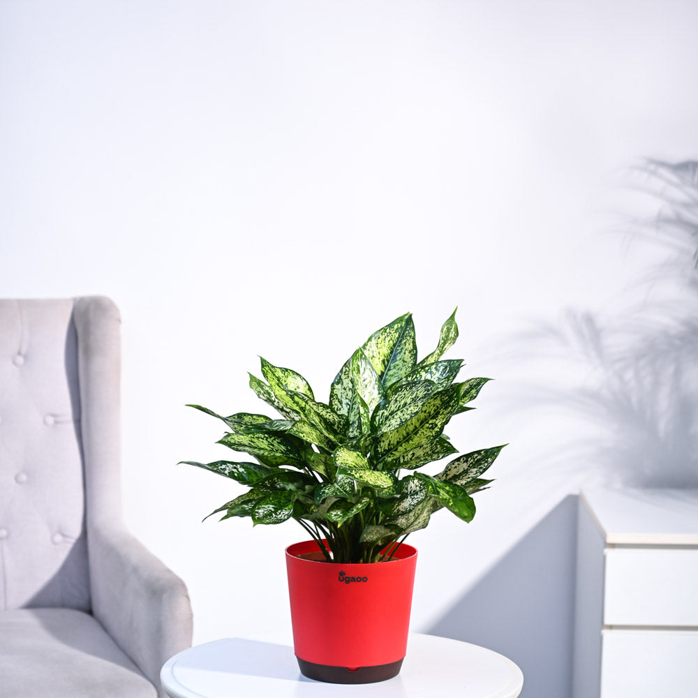 Ugaoo Aglaonema Snow White Plant - view 21
