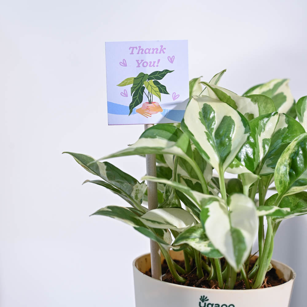 Ugaoo Money Plant N Joy Thank you Gift Hamper - view 7