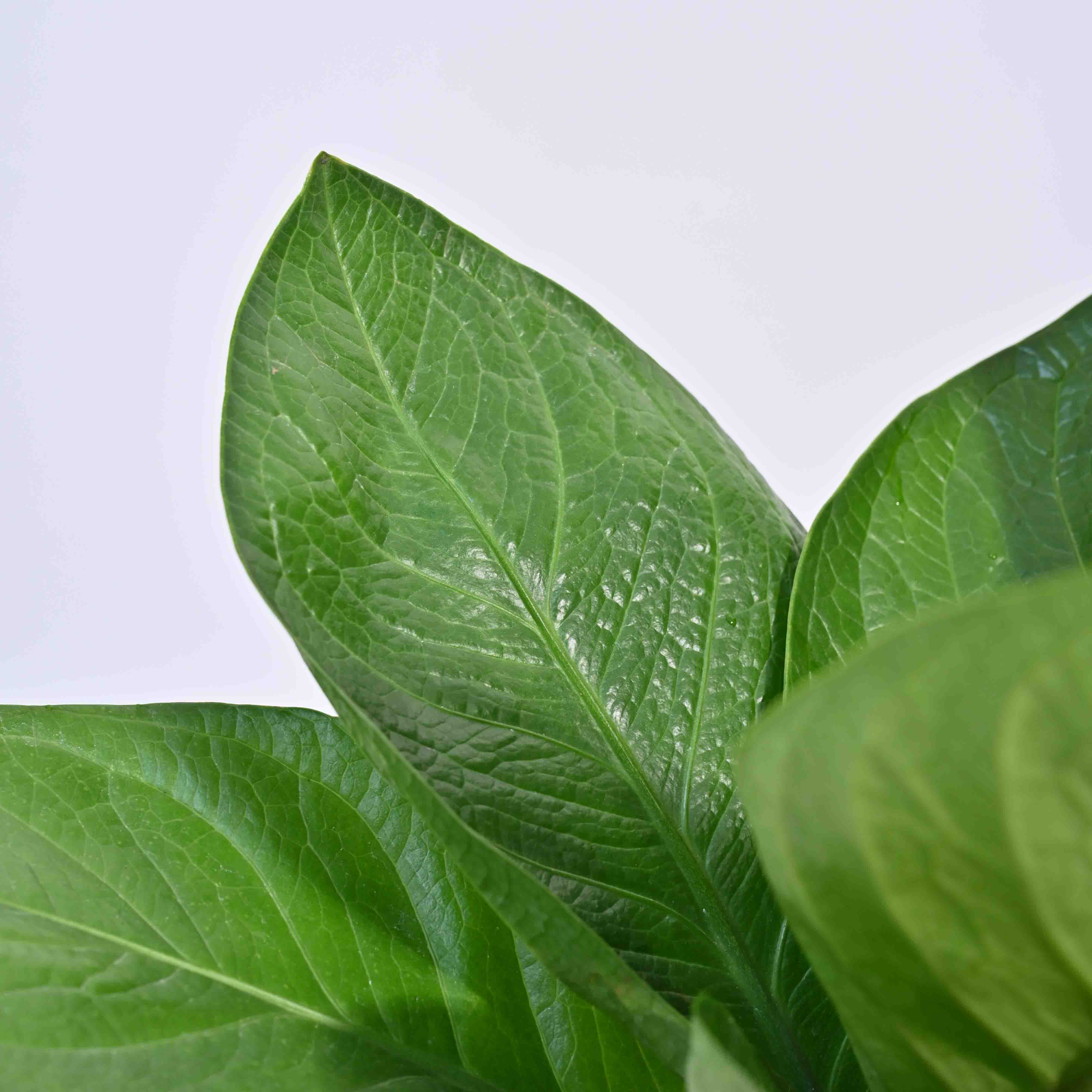 Ugaoo Anthurium jenmanii - Large - view 2