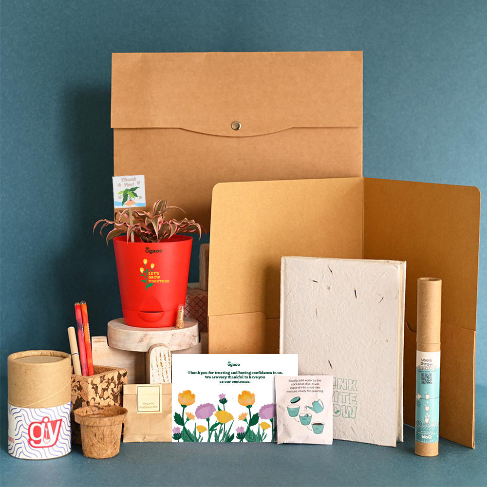 Ugaoo Earth Star Plant and Eco Goodies Bag