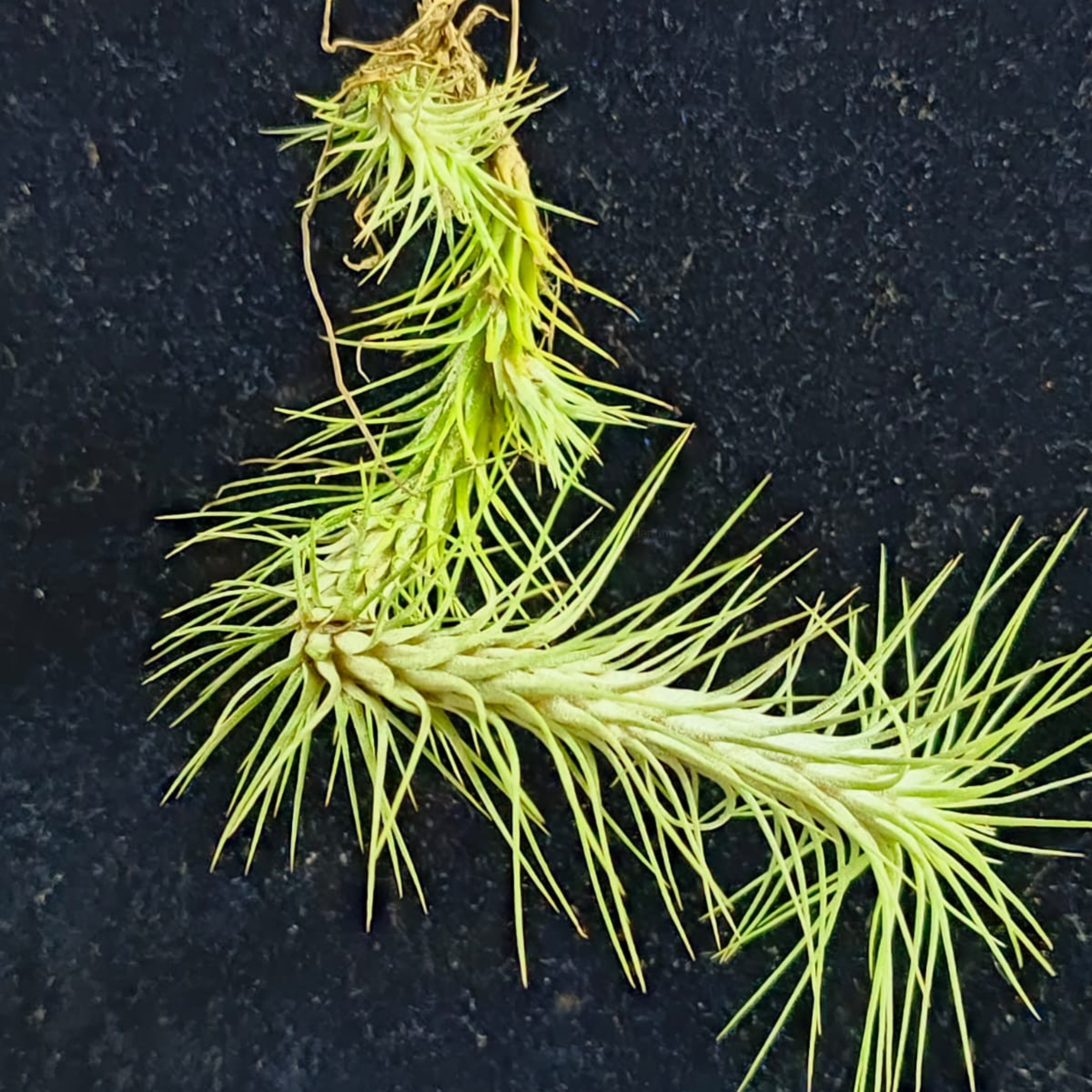 Tillandsia funckiana air – DZ Tillandsia Funckiana (Air Plant)