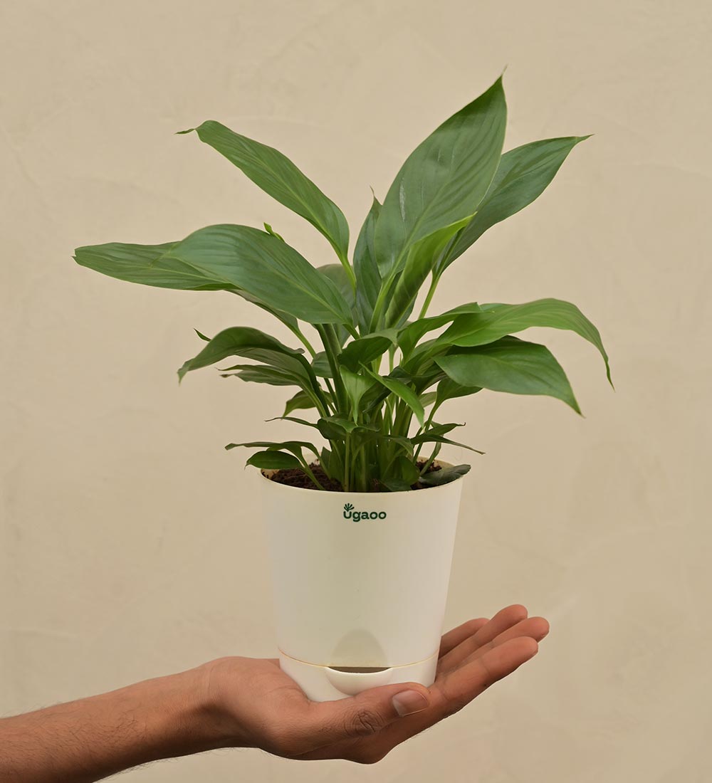 Ugaoo Peace Lily Plant Gift Hamper - view 4