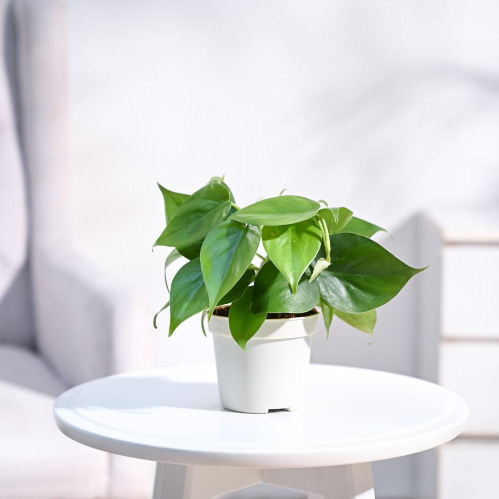 Ugaoo Philodendron Oxycardium Green Plant with GroPot