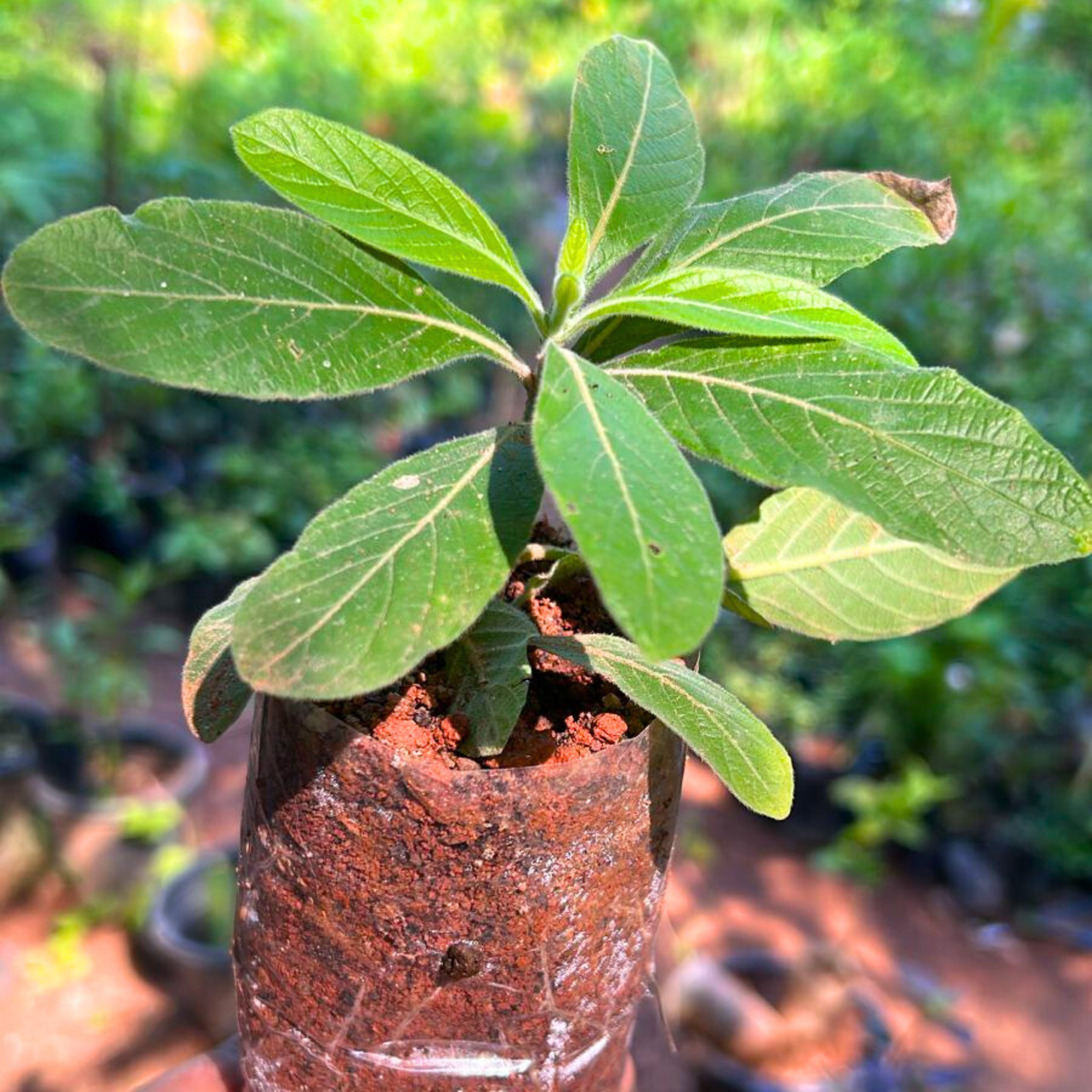 MR Water-Willow (Justicia leonardii) Rare All Time Flowering Live Plant - view 2
