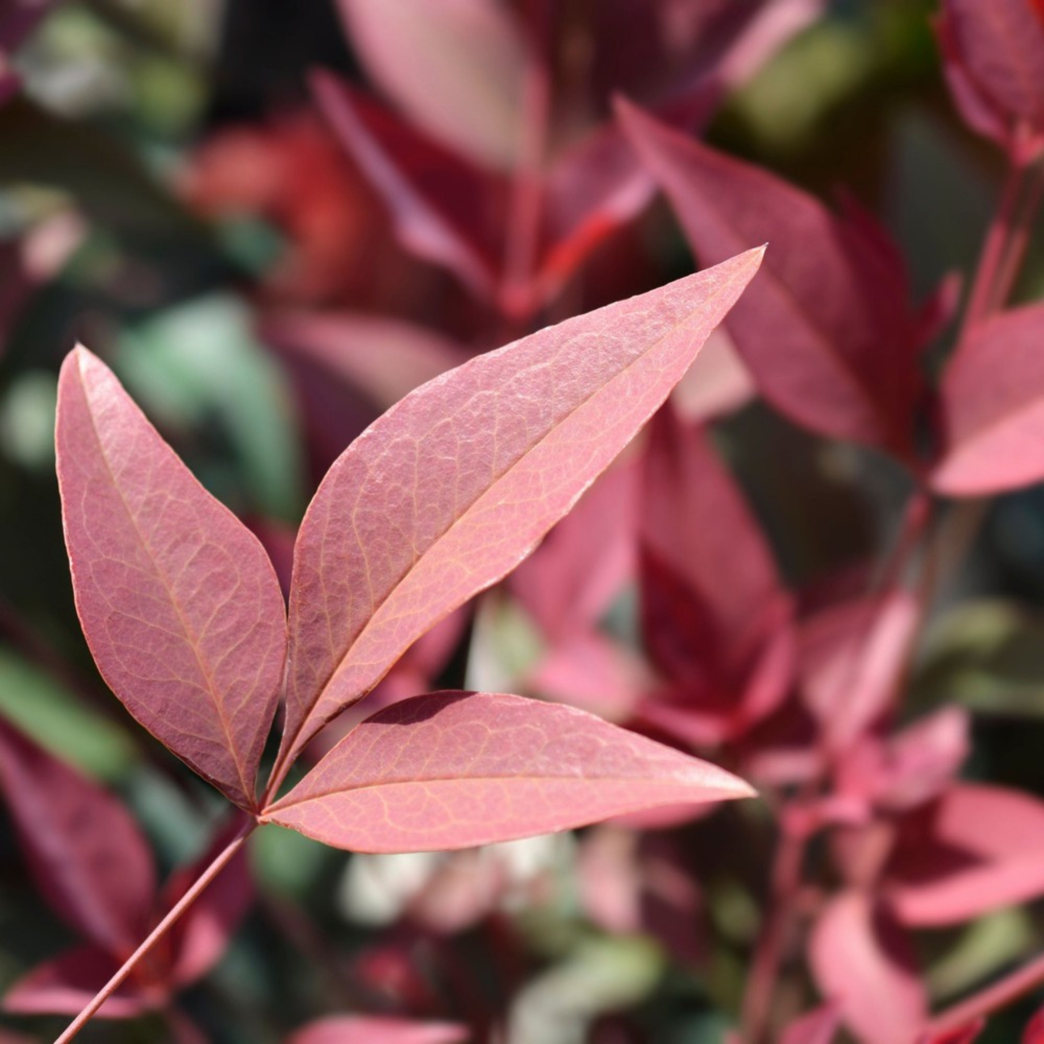 MR Heavenly Bamboo (Nandina domestica) Medicinal Live Plant