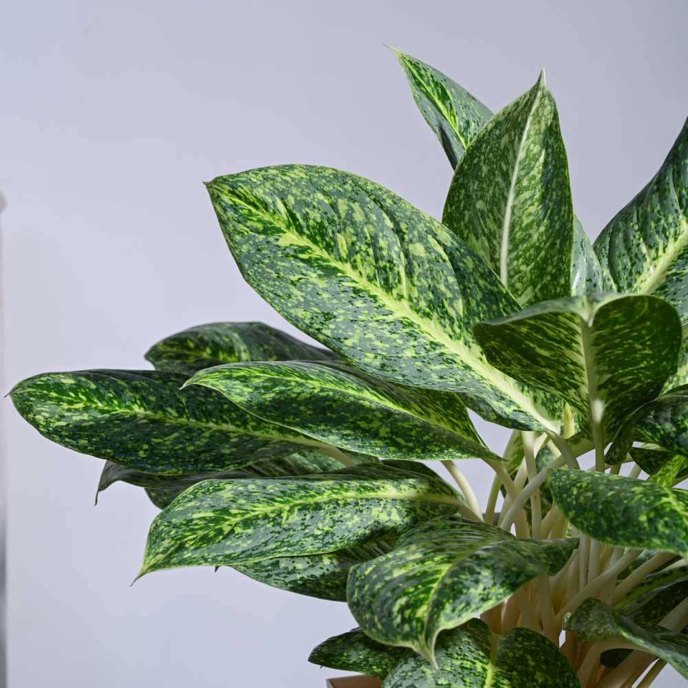 Ugaoo Aglaonema Butterfly Plant - XL - view 2
