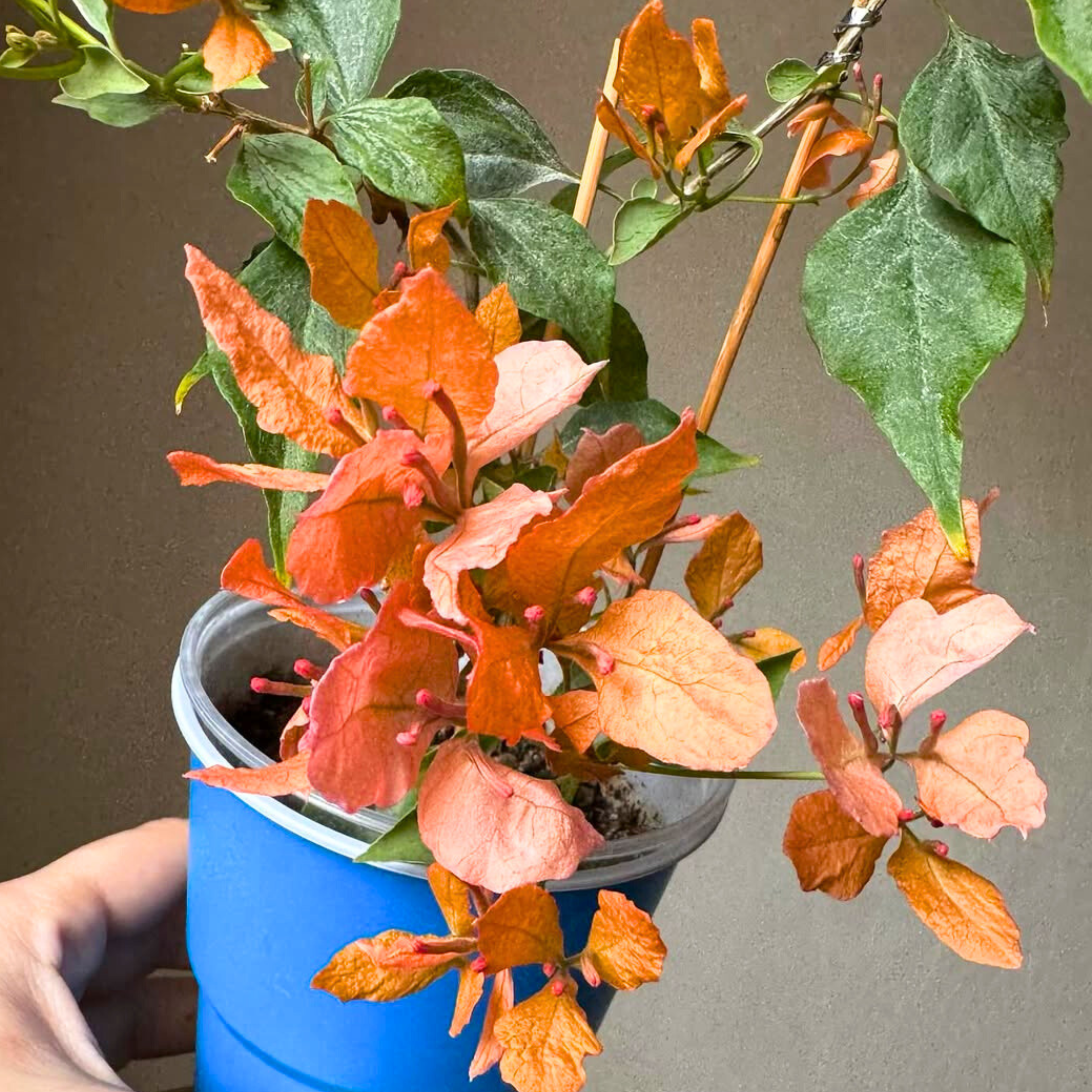 DZ Bougainvillea Butterfly Orange (Paper Flower) Rare Flowering Live Plant - view 2