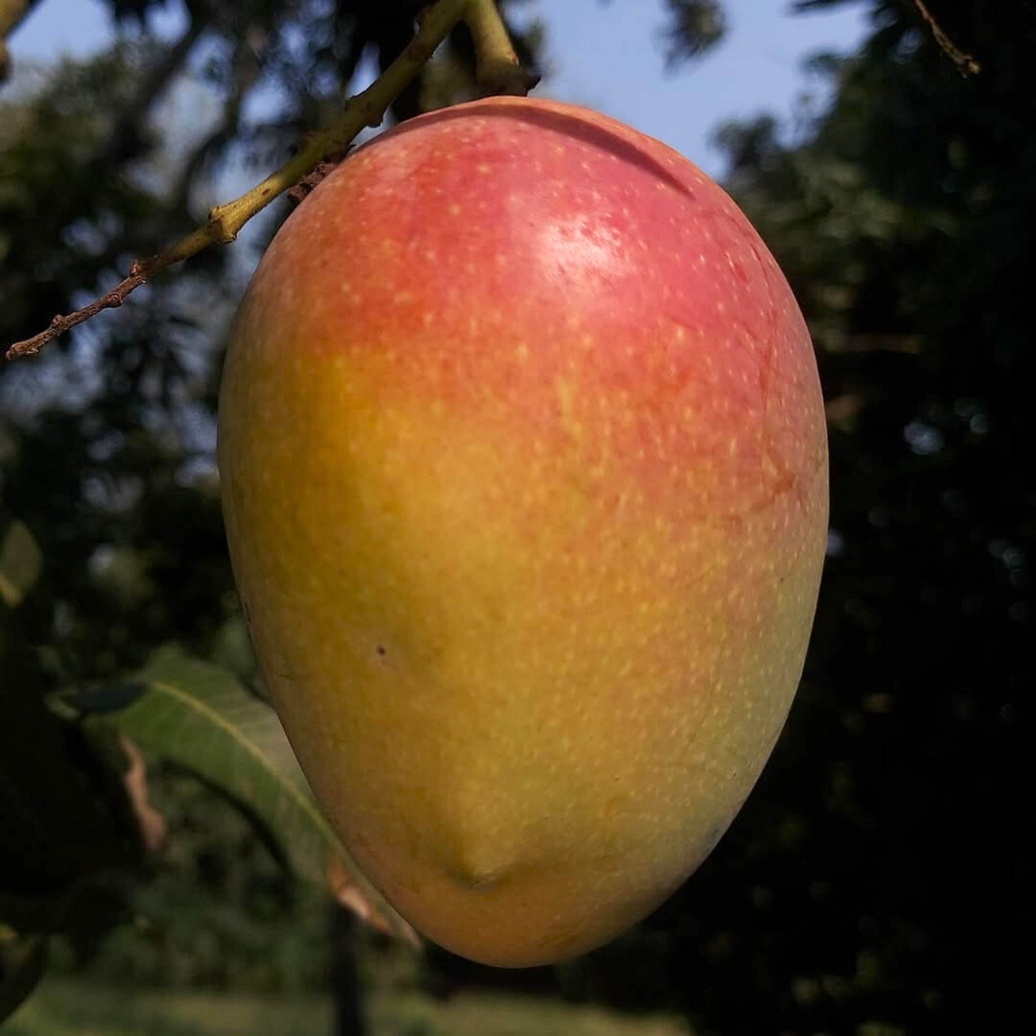 VL Arka Neelachal Kesari Mango Grafted Live Plant