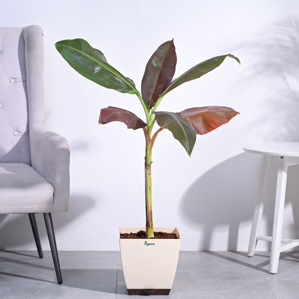 Ugaoo Banana Siam Red XL