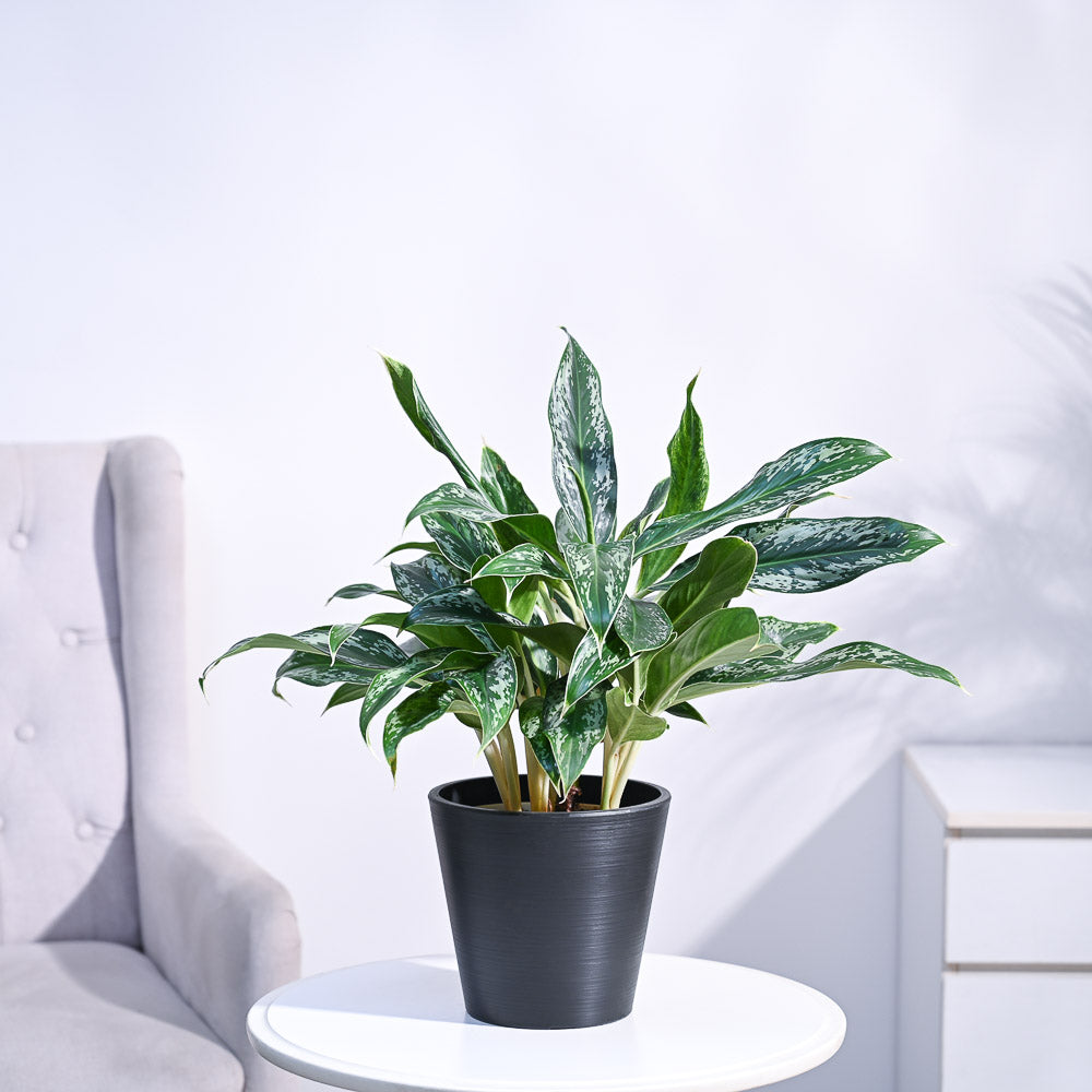 Ugaoo Aglaonema Queen Plant - view 46