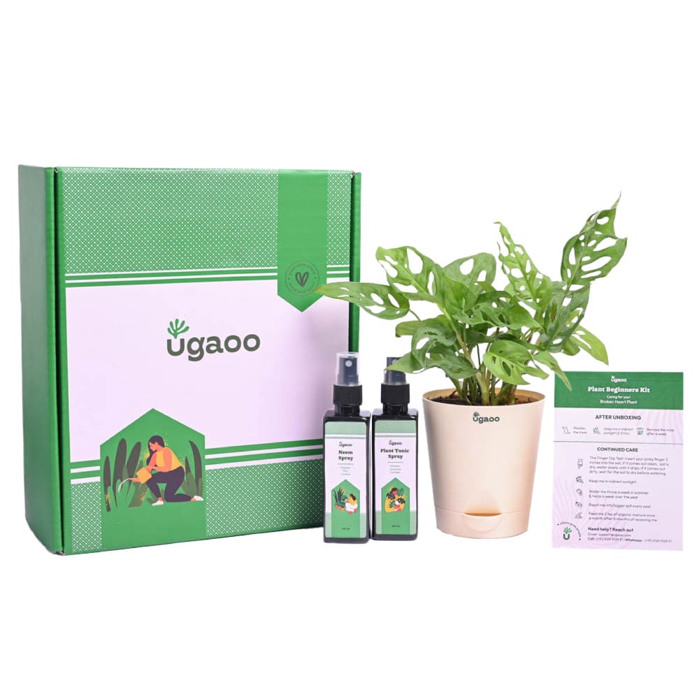 Ugaoo Plant Beginners Kit with Broken Heart Plant