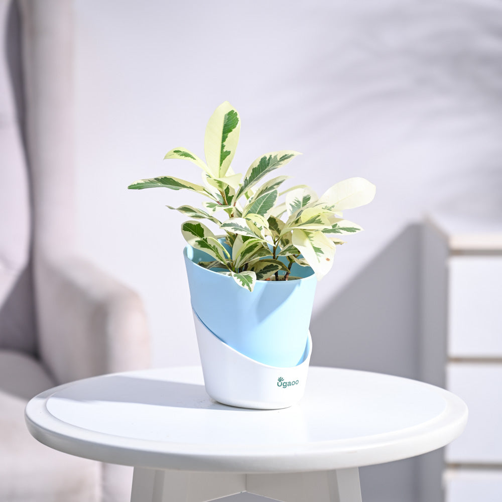 Ugaoo Ficus Prestige Plant - view 95