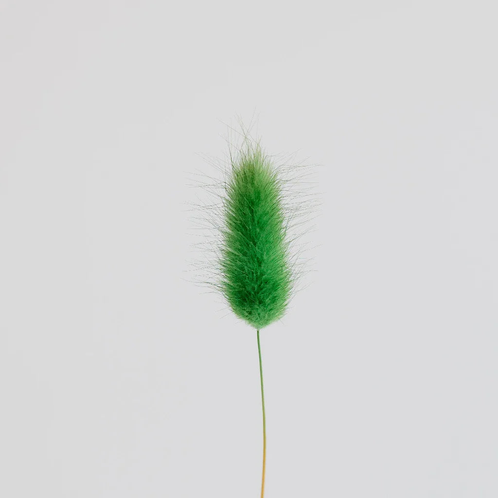 FiftyFlowers Green Dried Bunny Tail Grass - view 2