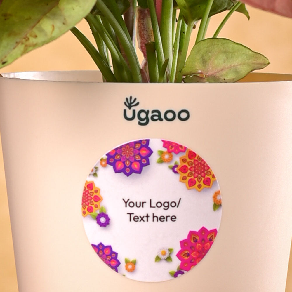 Ugaoo Syngonium Pink Plant Diwali Gift - view 3