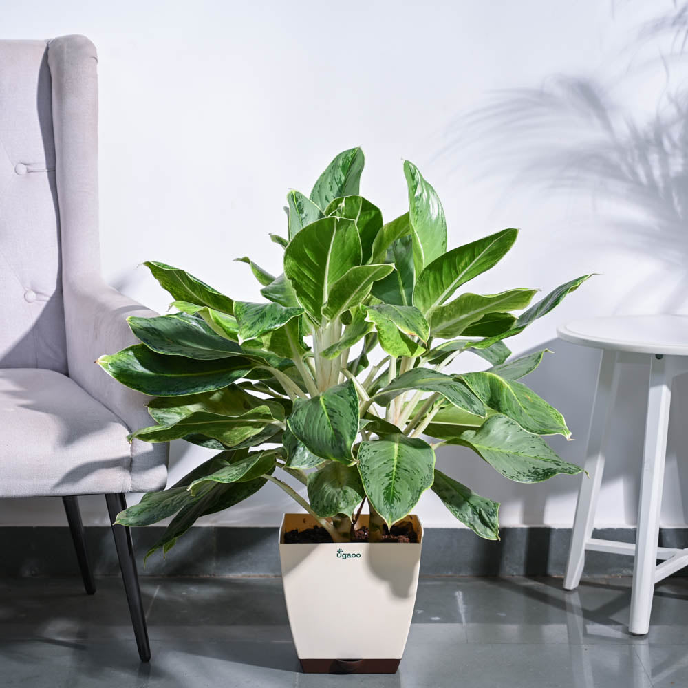 Ugaoo Aglaonema Ice Plant - XL