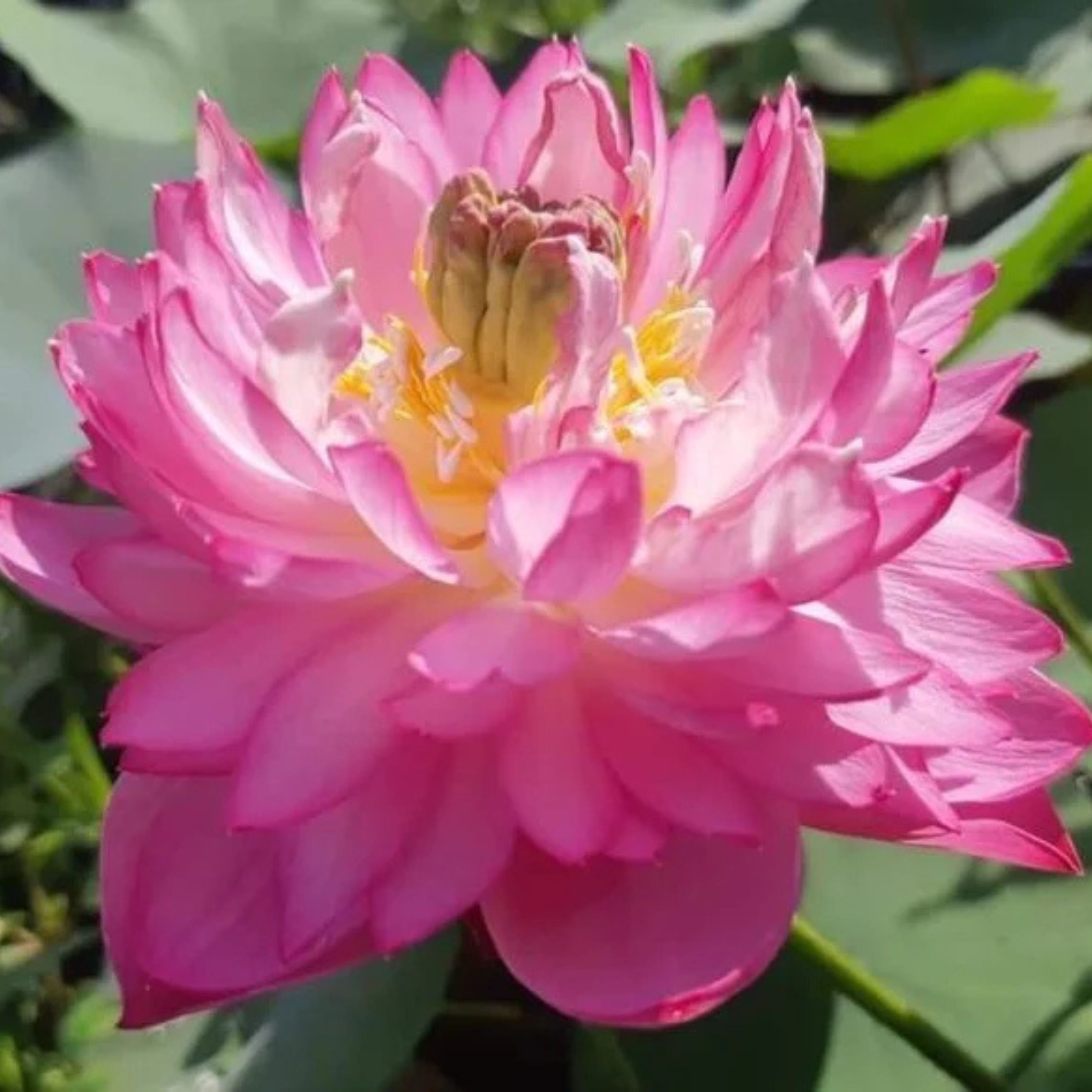 DZ Lotus Tuber Amery Peony