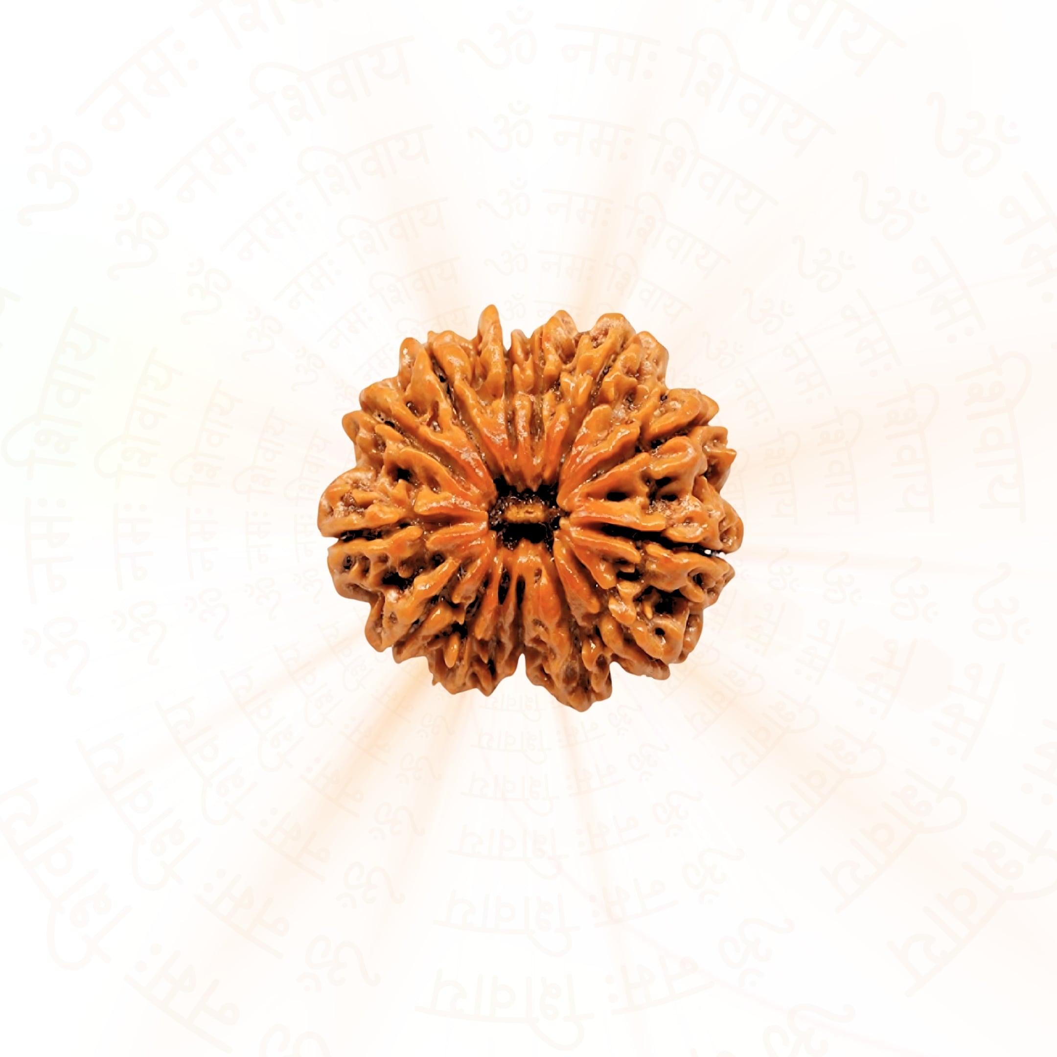 Prinjal Jewellers 12 Mukhi Rudraksha ( Nepali )